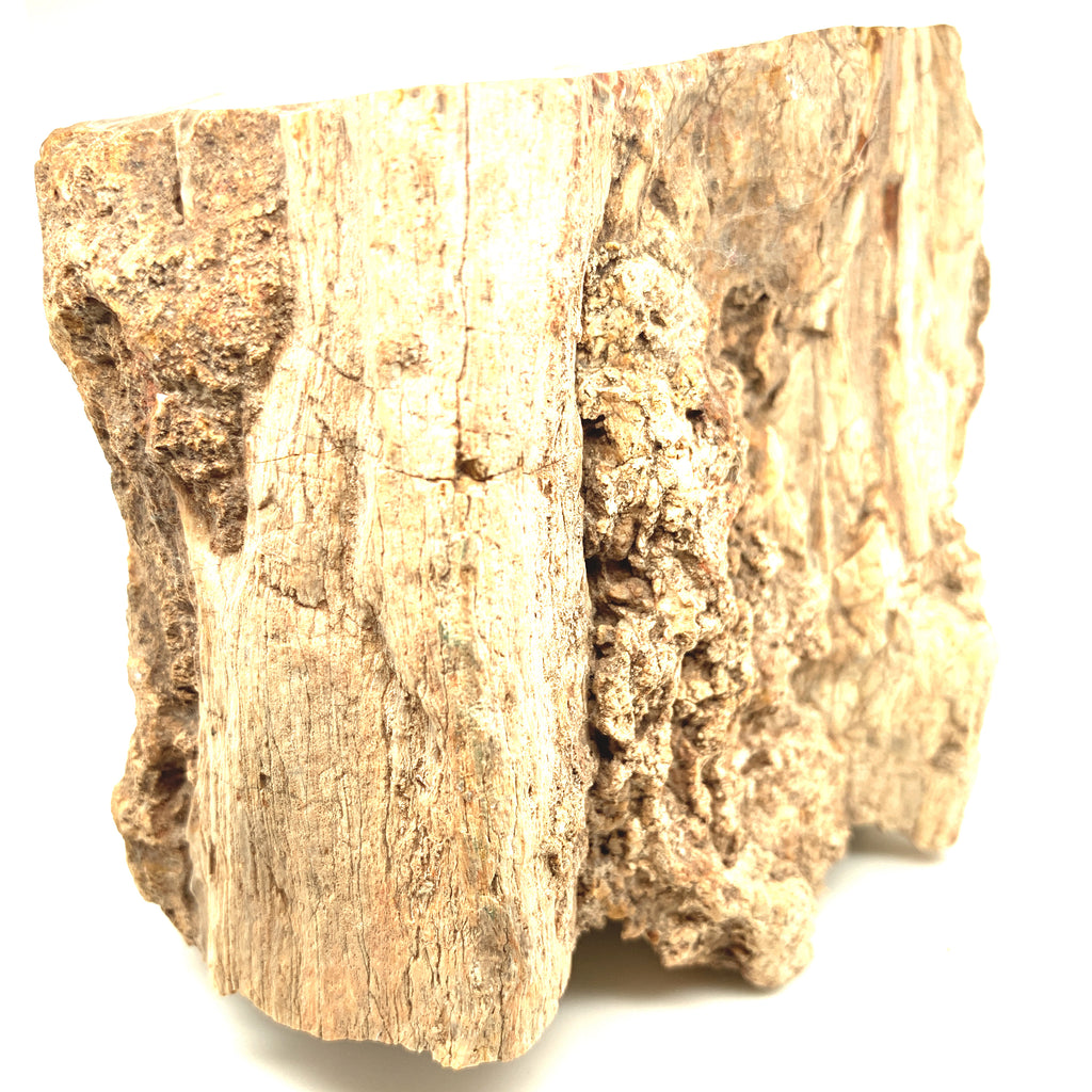 Petrified Wood Raw Gemstone, collectors pieces