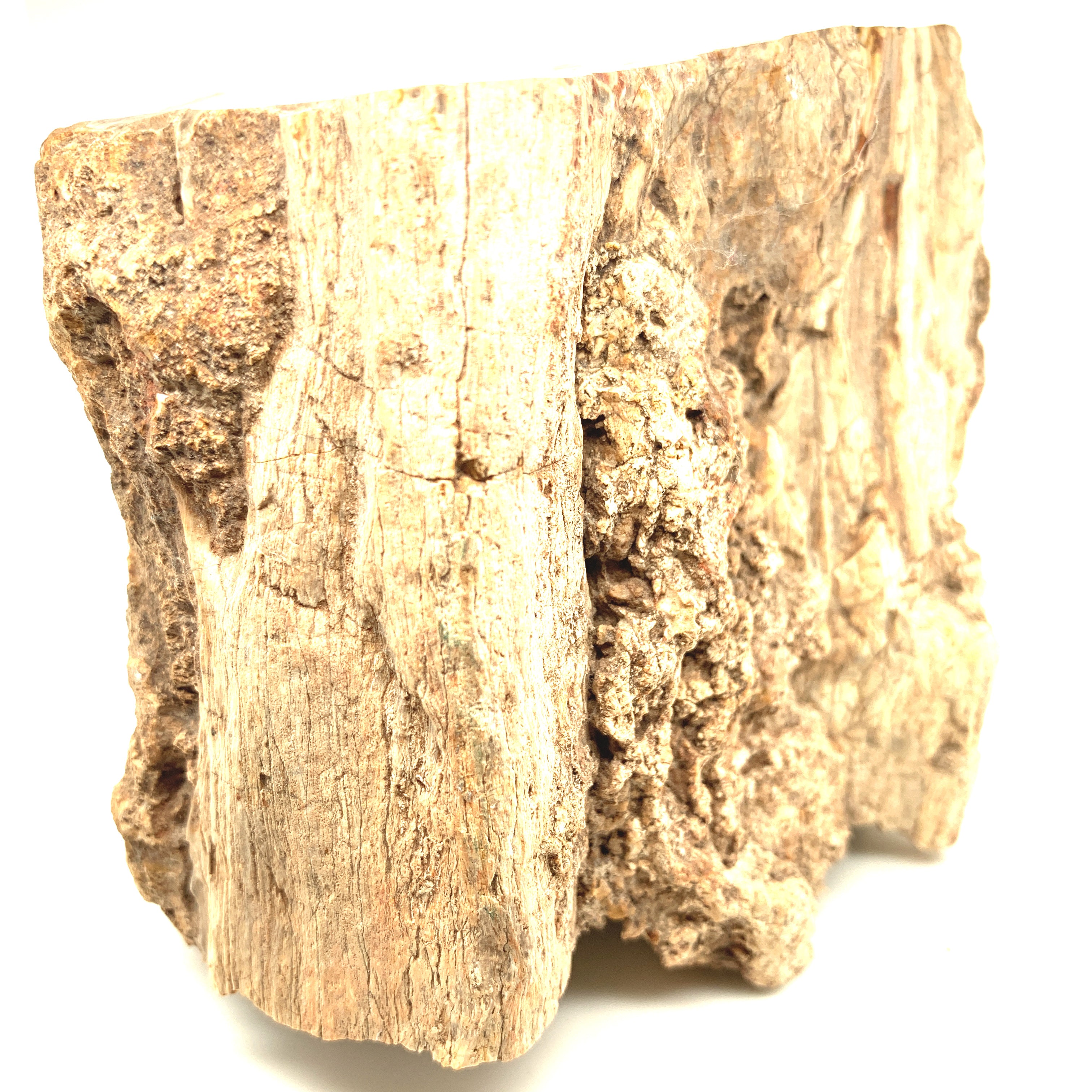 Petrified Wood Raw Gemstone, collectors pieces