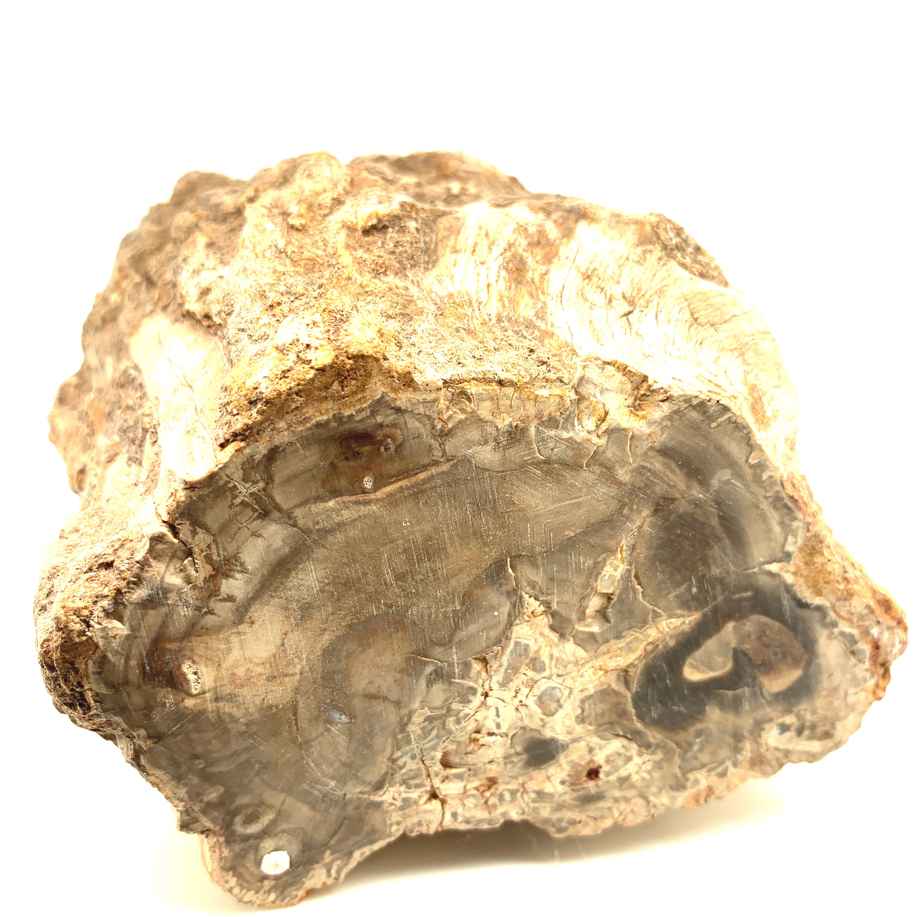 Petrified Wood Raw Gemstone, collectors pieces