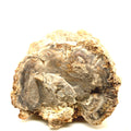 Petrified Wood Raw Gemstone, collectors pieces