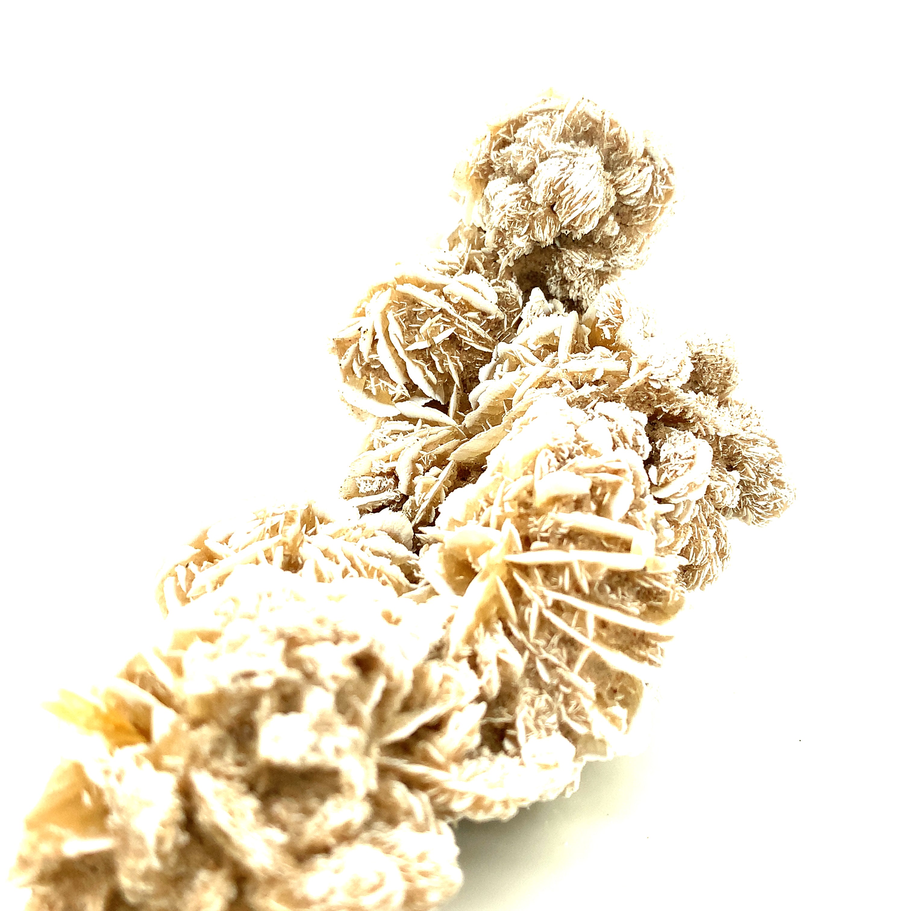 Desert Rose Selenite raw gemstones