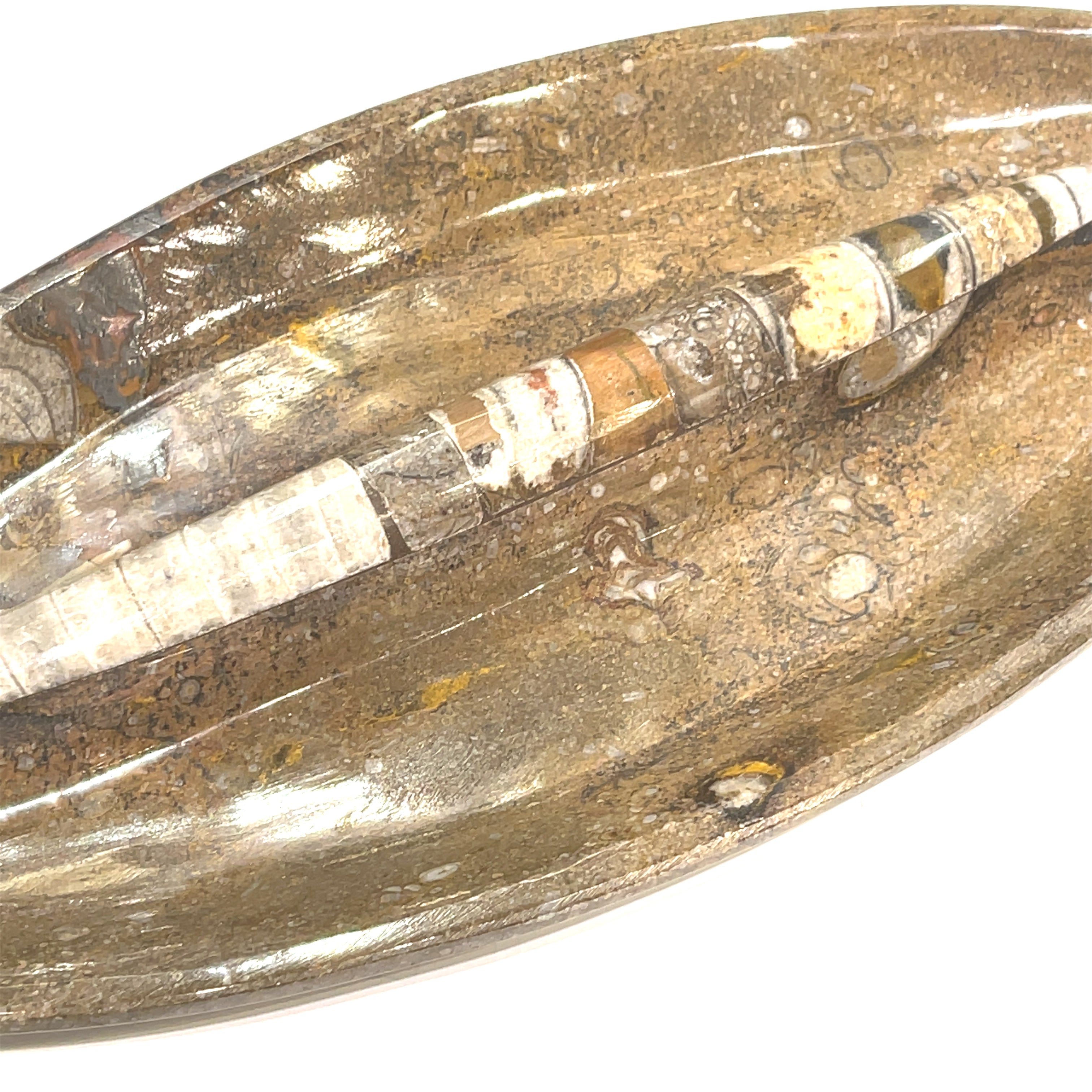 Orthoceras and ammonite fossil Plates