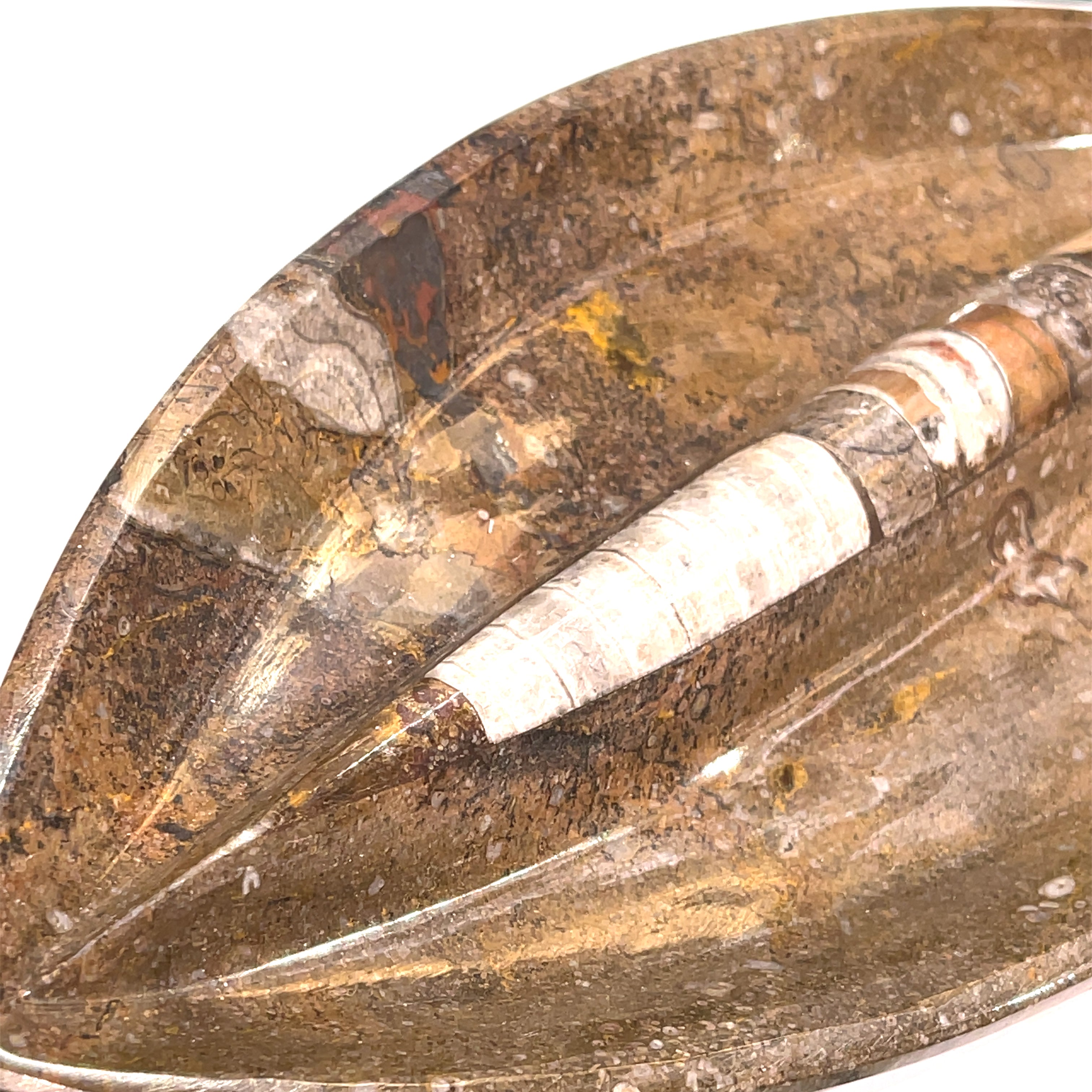 Orthoceras and ammonite fossil Plates
