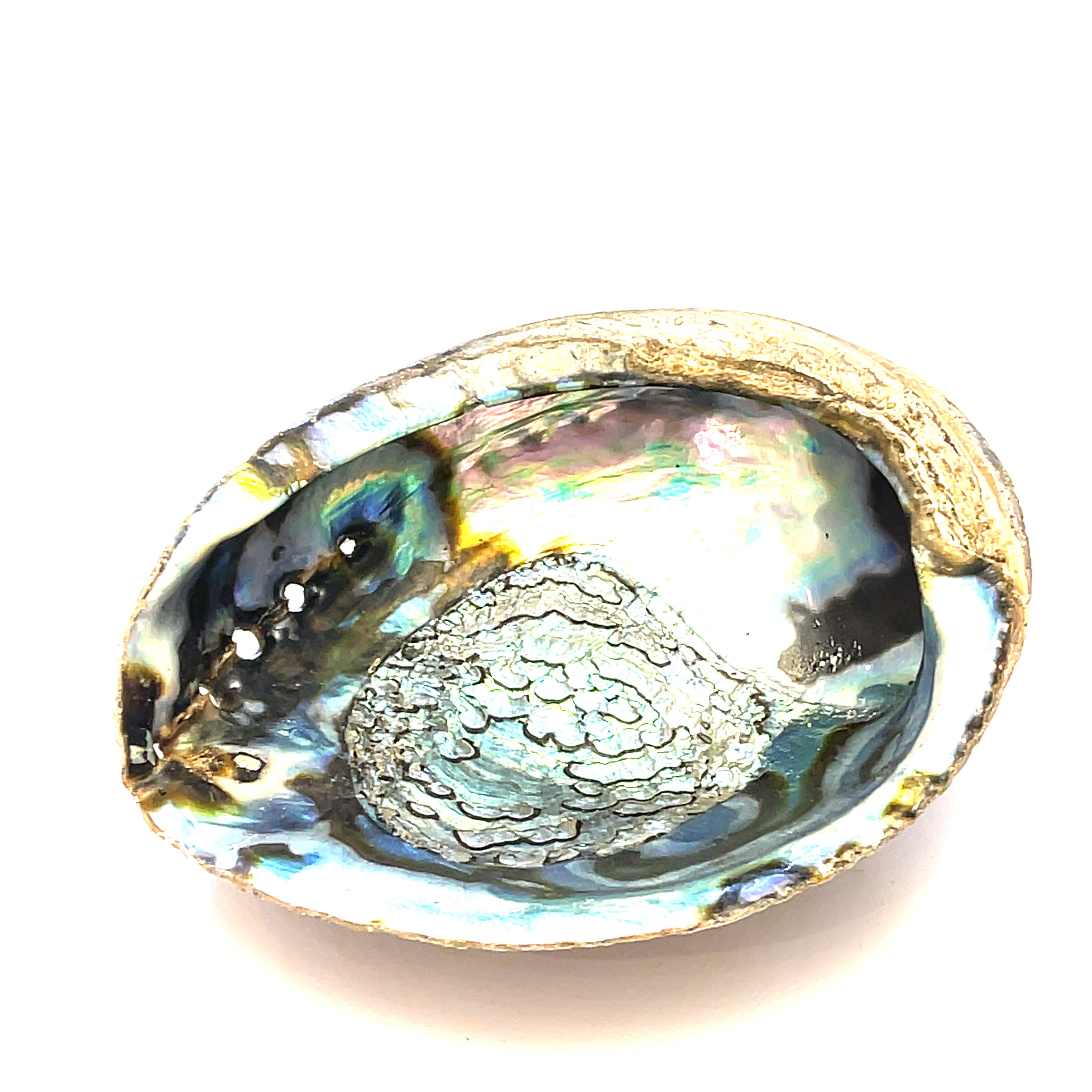Ethically Sourced 6" Abalone Shell Bowl | Ocean Energy Healing Vessel