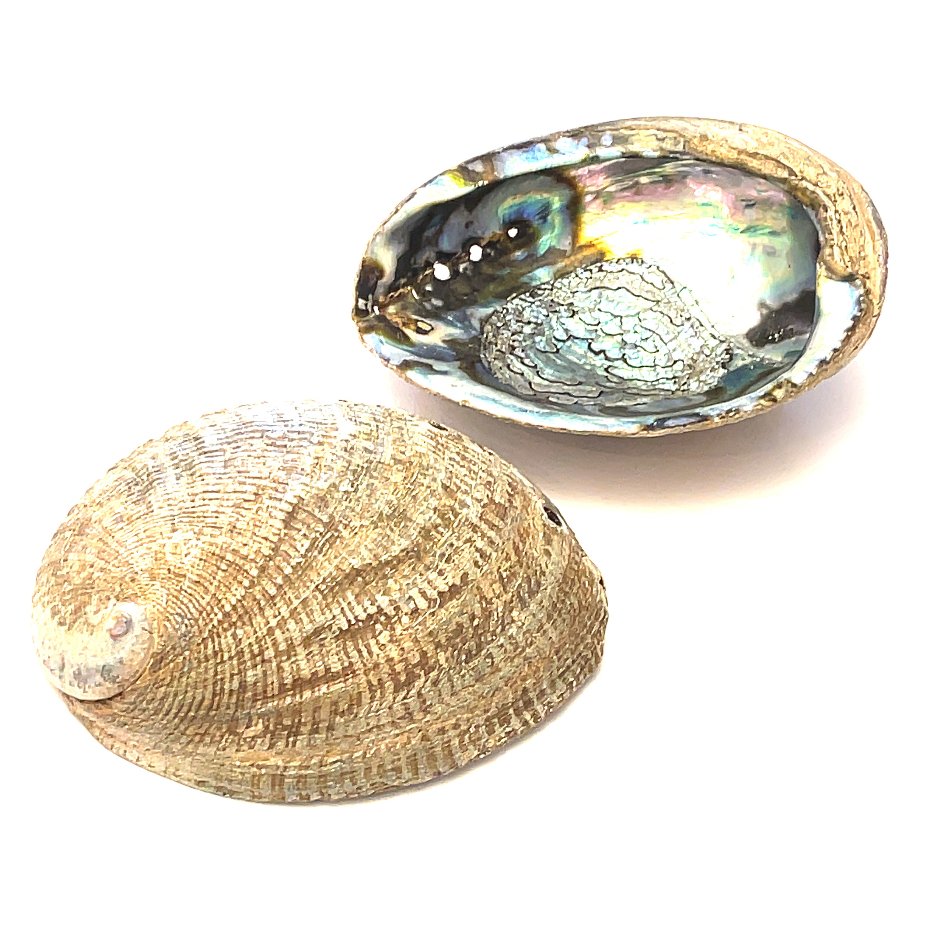 Ethically Sourced 6" Abalone Shell Bowl | Ocean Energy Healing Vessel