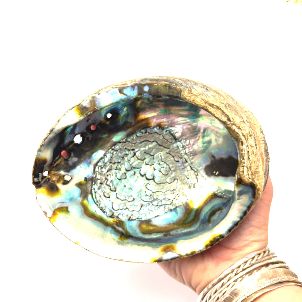 Ethically Sourced 6" Abalone Shell Bowl | Ocean Energy Healing Vessel