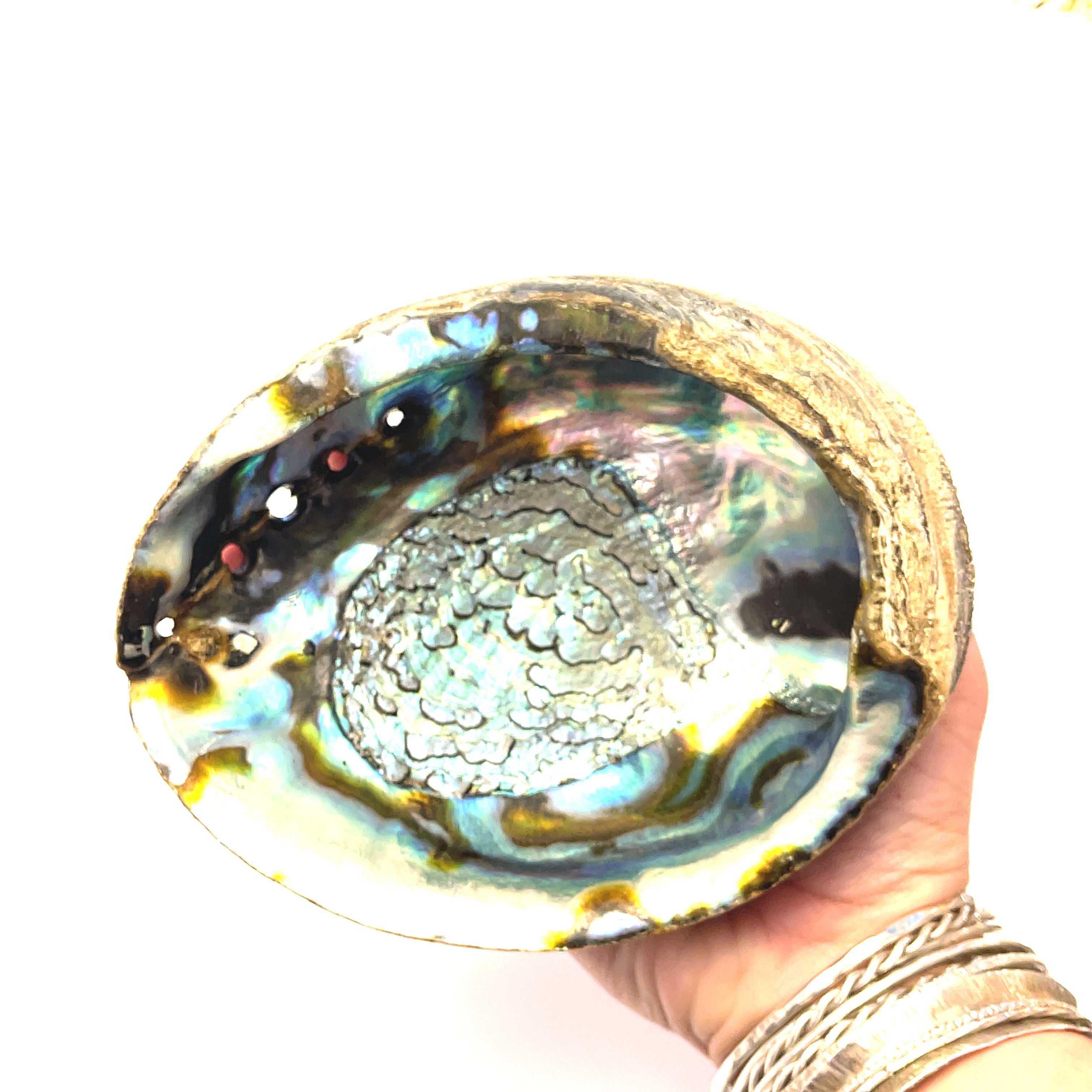 Ethically Sourced 6" Abalone Shell Bowl | Ocean Energy Healing Vessel