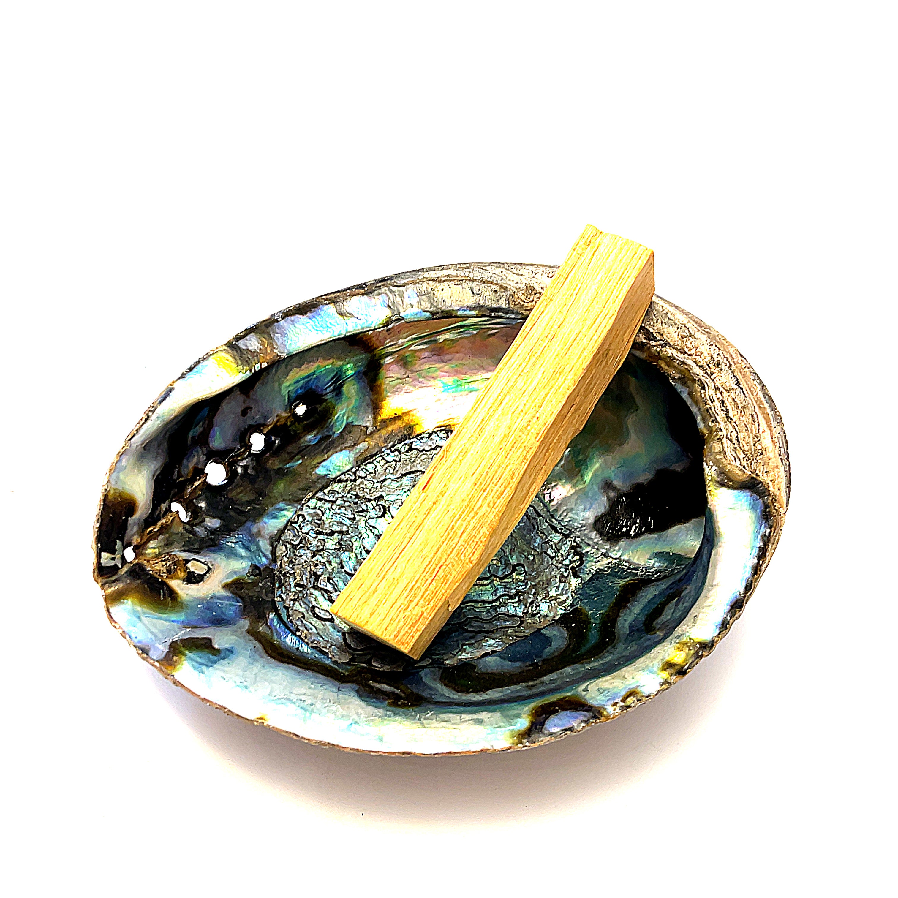 Ethically Sourced 6" Abalone Shell Bowl | Ocean Energy Healing Vessel