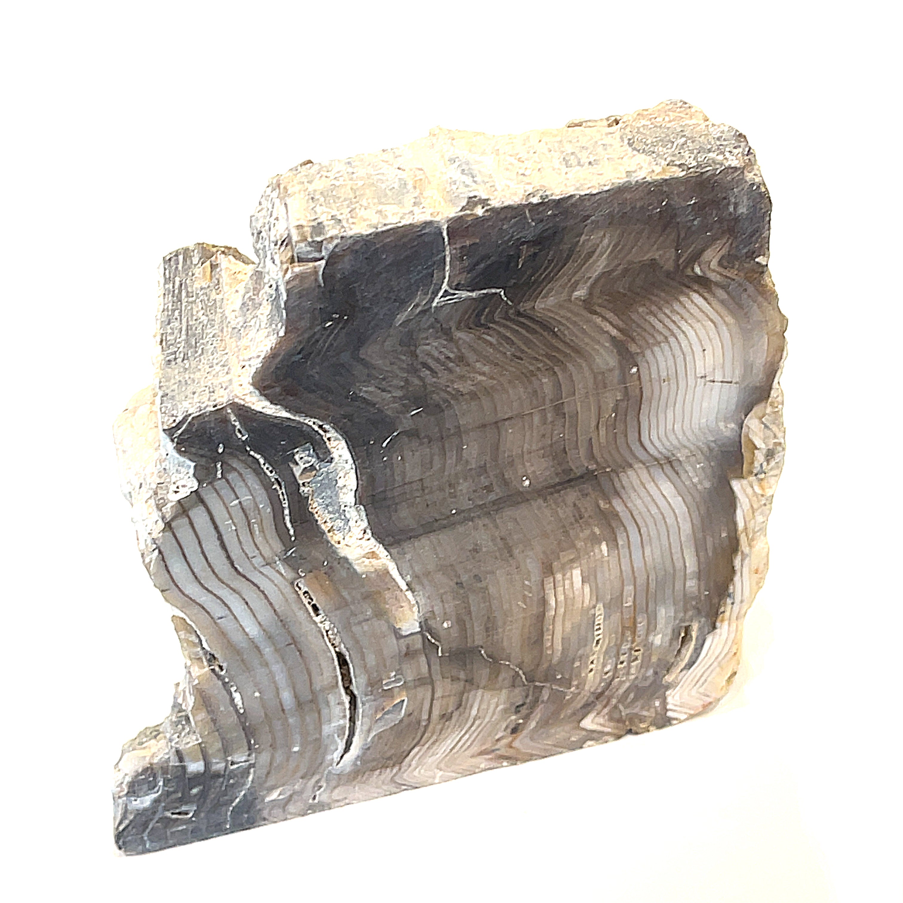 Petrified Wood Raw Gemstone, collectors pieces