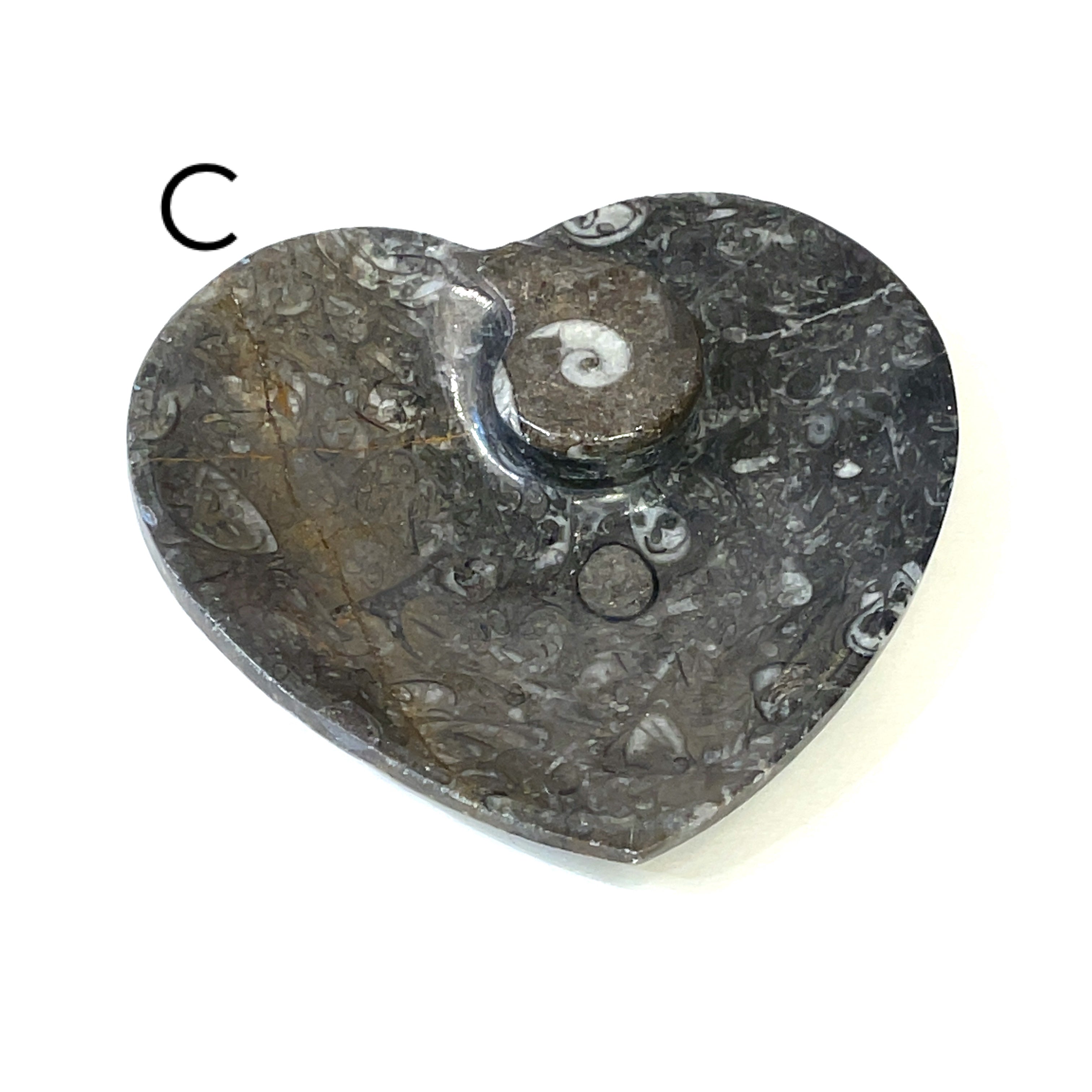 Orthoceras and ammonite fossil Plates