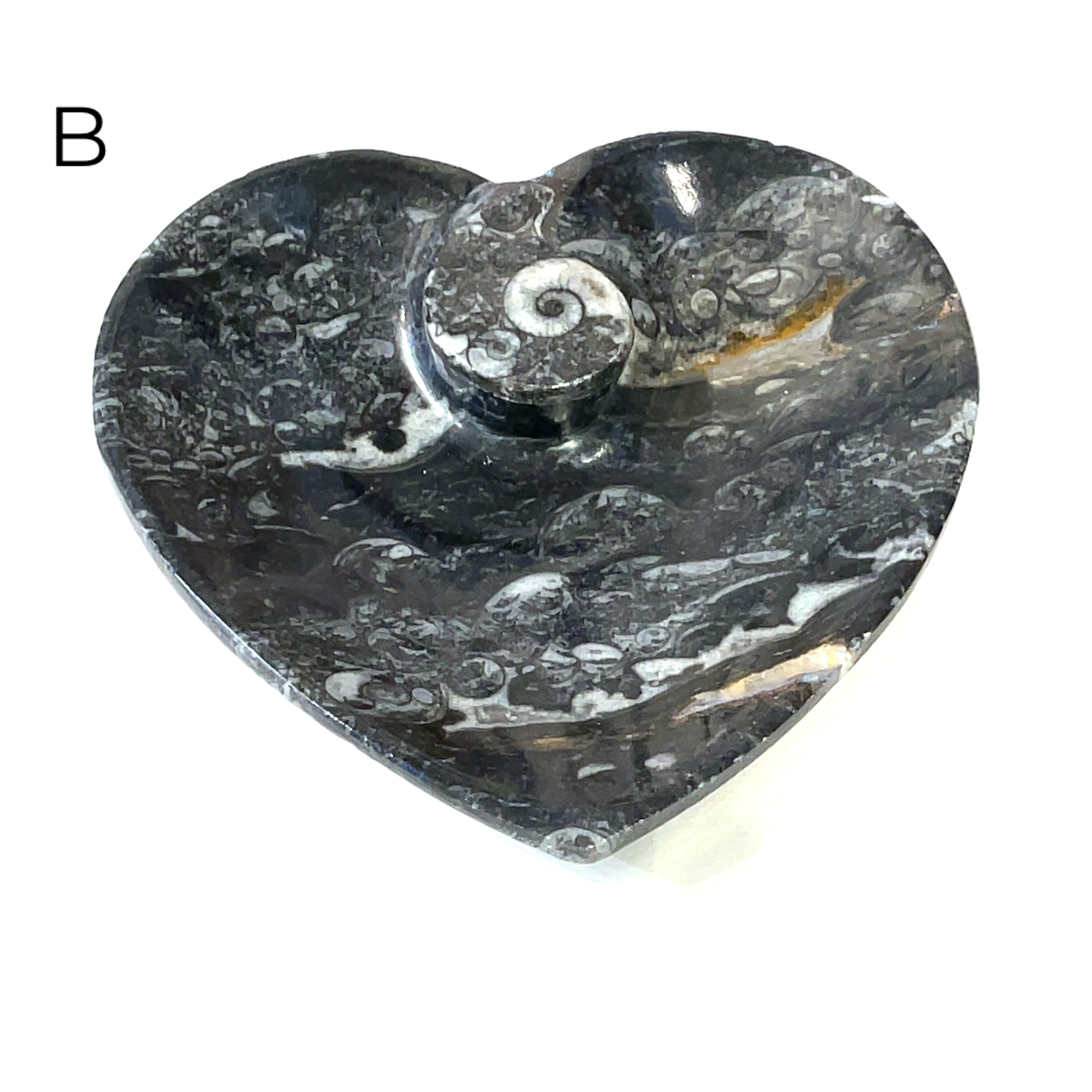 Orthoceras and ammonite fossil Plates