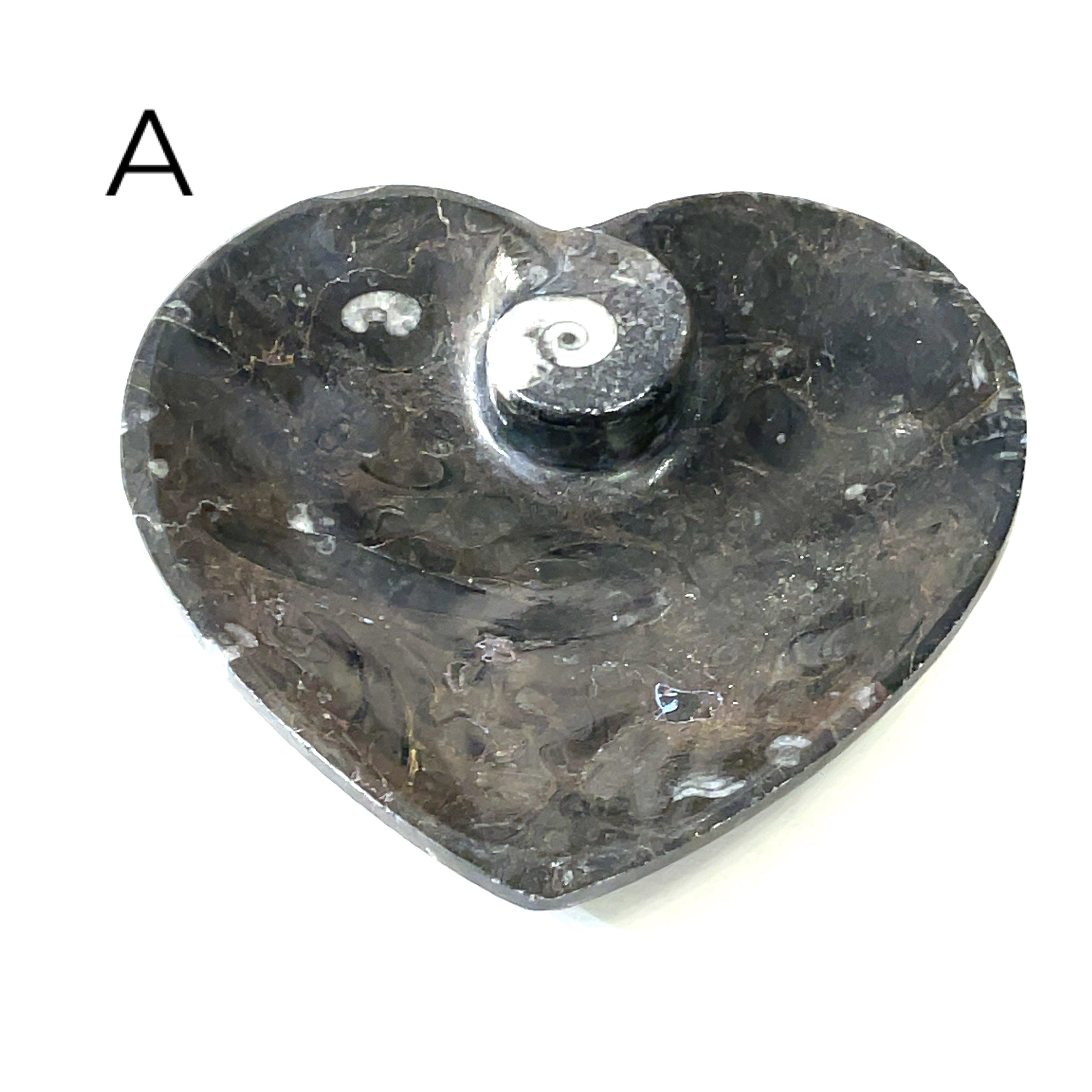 Orthoceras and ammonite fossil Plates