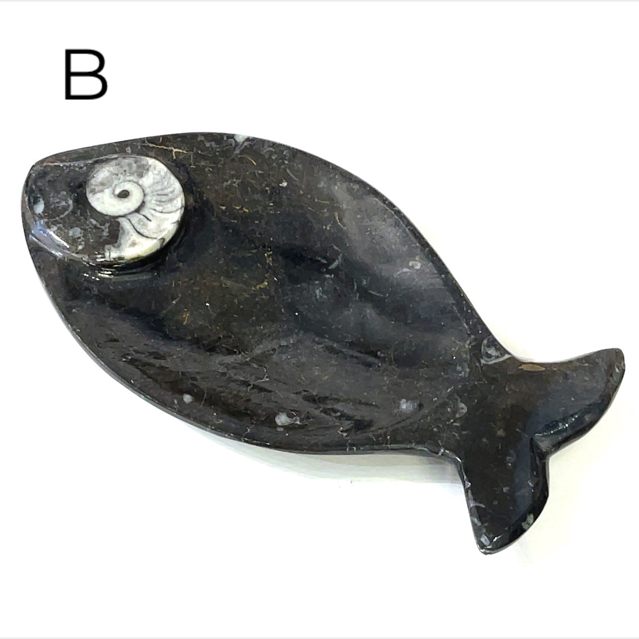 Orthoceras and ammonite fossil Plates