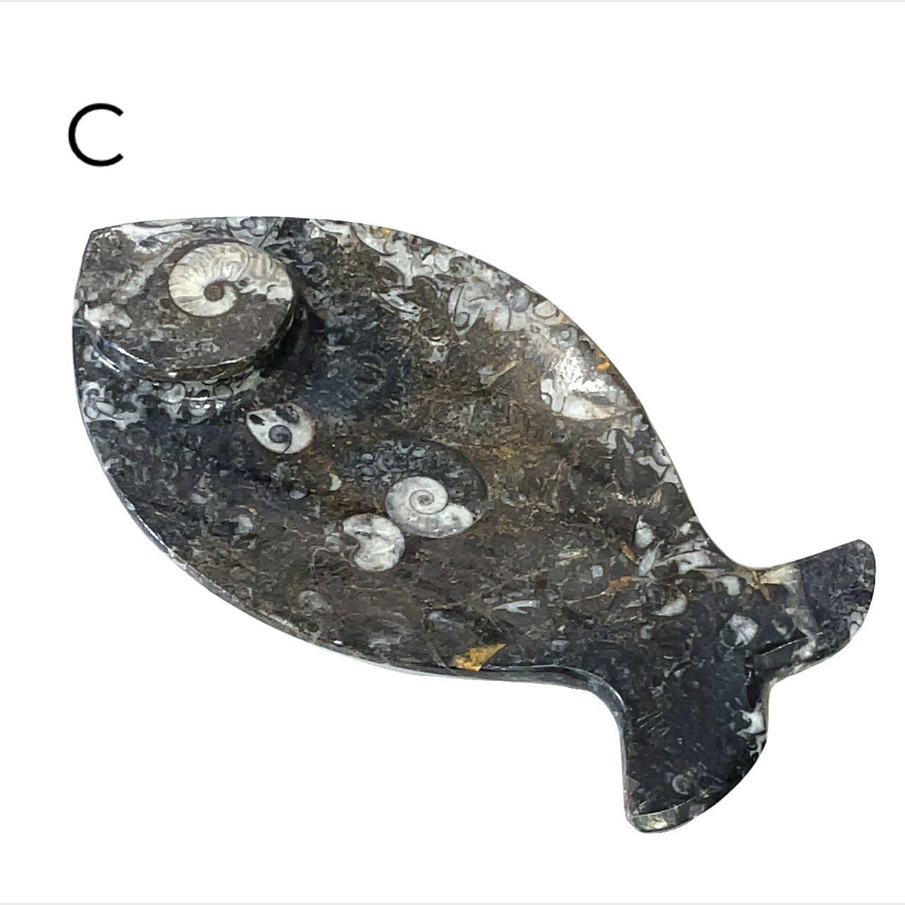 Orthoceras and ammonite fossil Plates