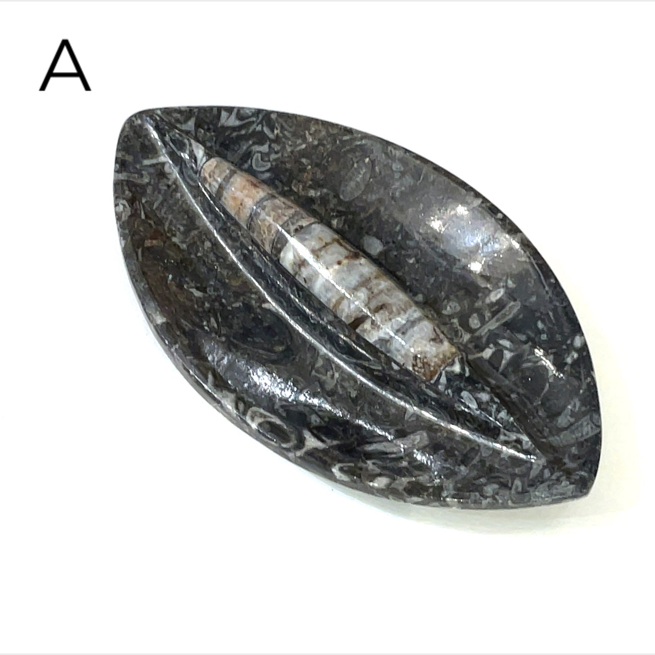 Orthoceras and ammonite fossil Plates