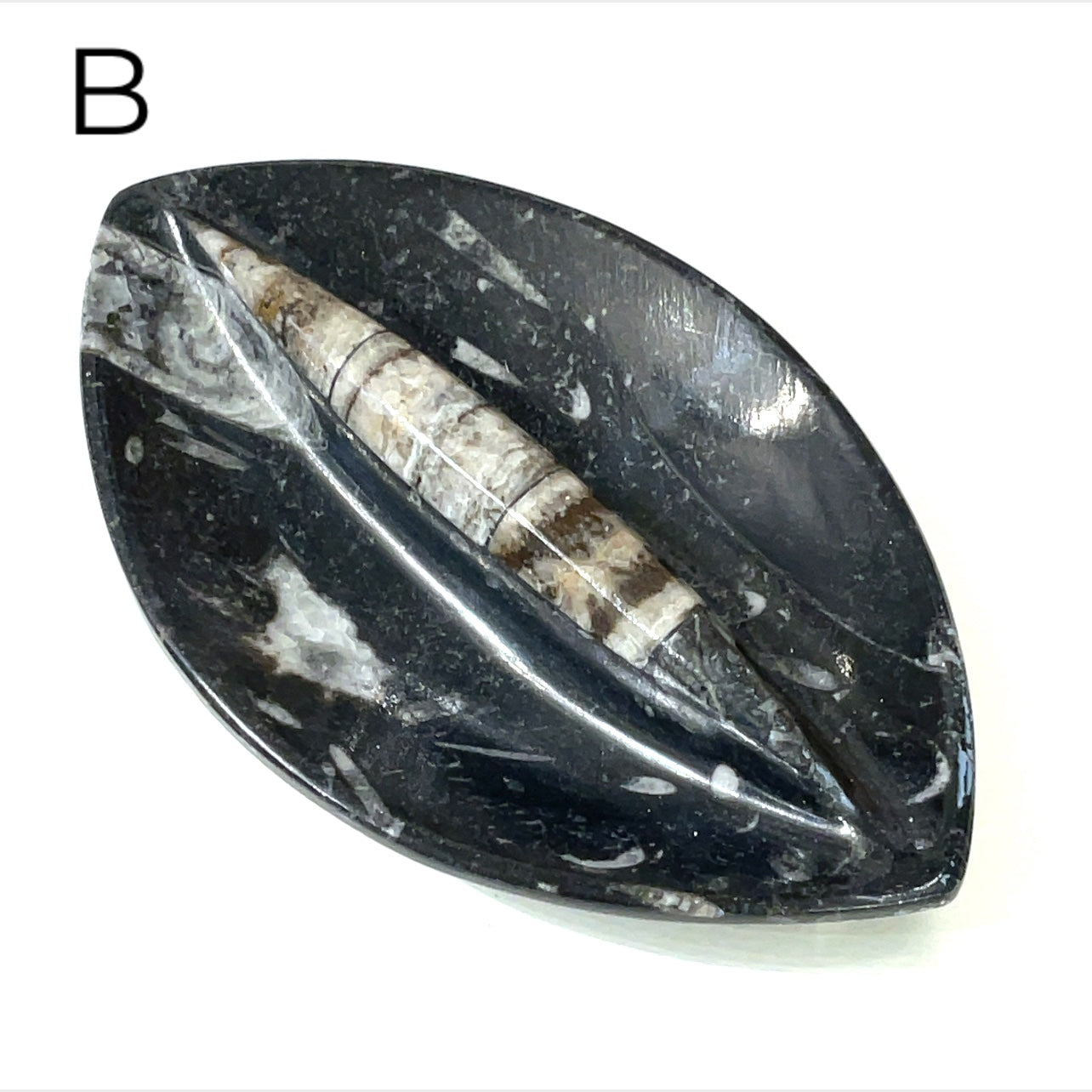 Orthoceras and ammonite fossil Plates