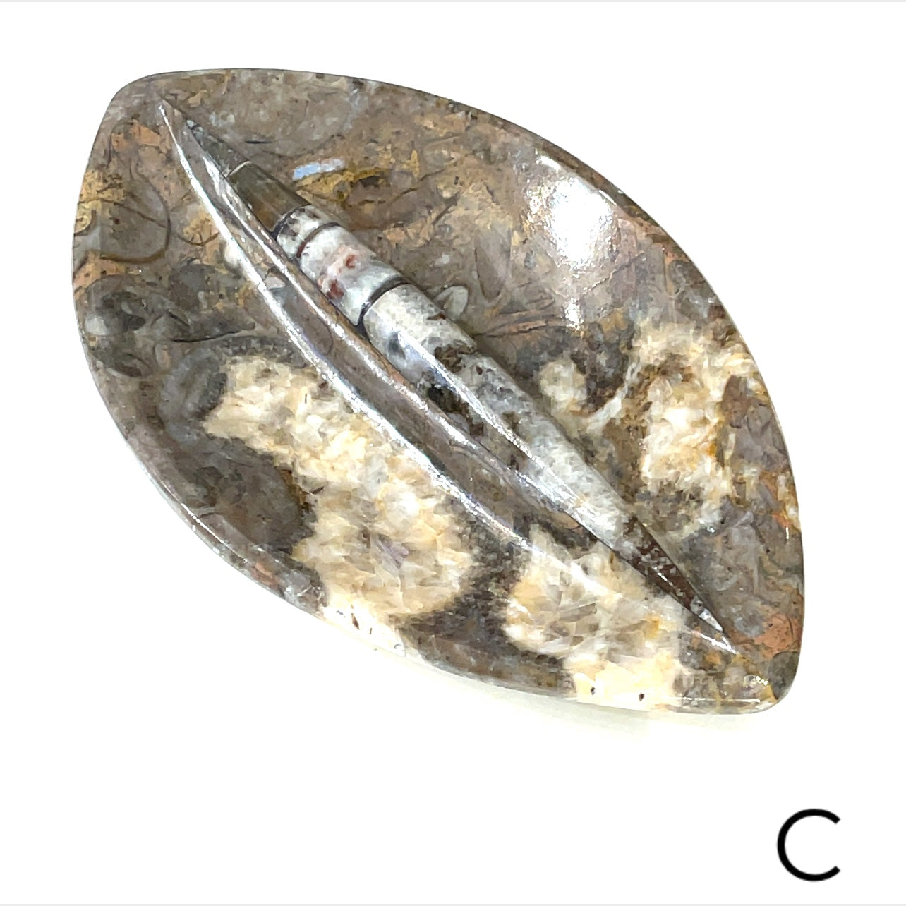 Orthoceras and ammonite fossil Plates