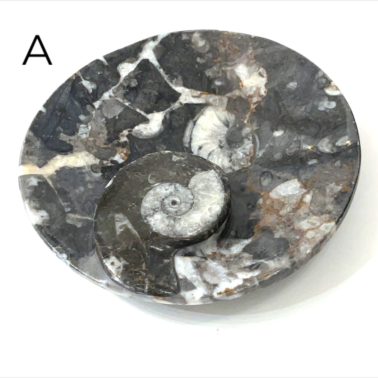 Orthoceras and ammonite fossil Plates