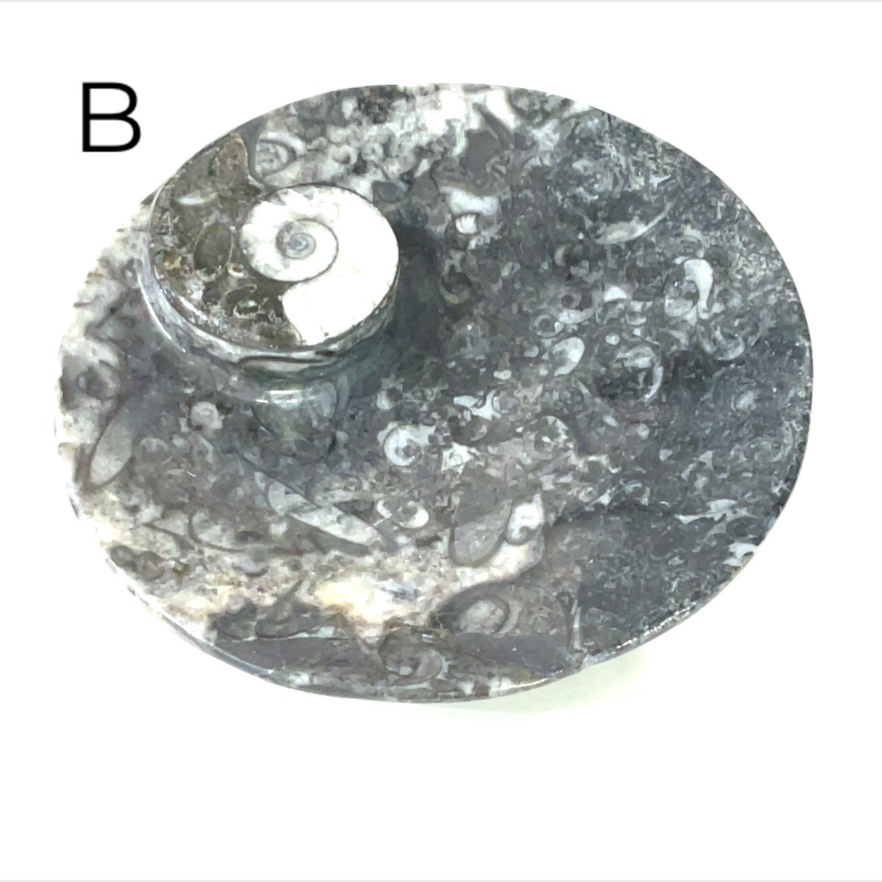 Orthoceras and ammonite fossil Plates