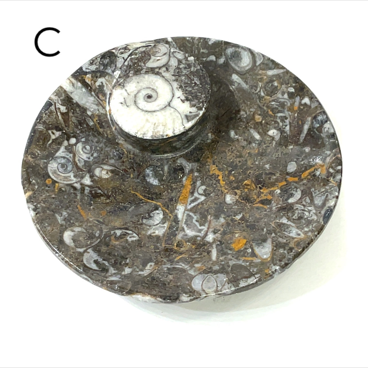 Orthoceras and ammonite fossil Plates