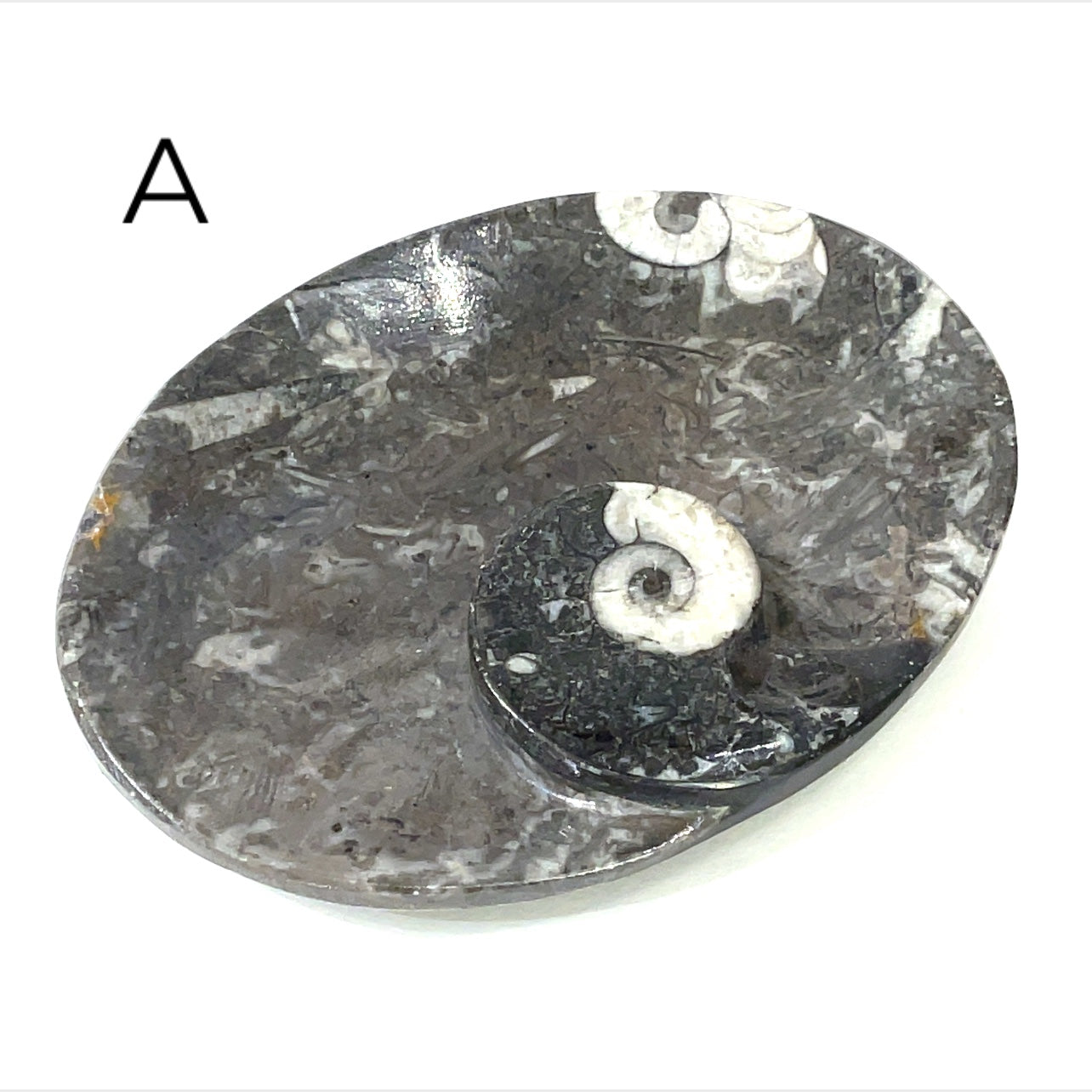 Orthoceras and ammonite fossil Plates