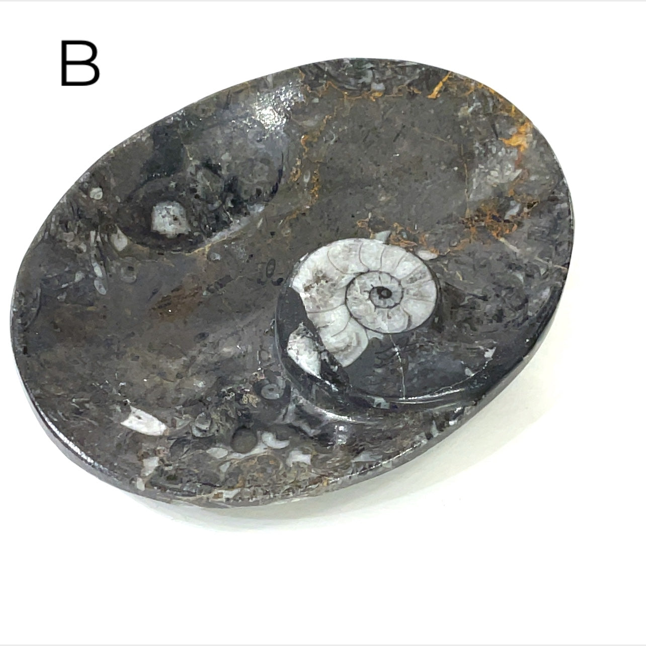Orthoceras and ammonite fossil Plates