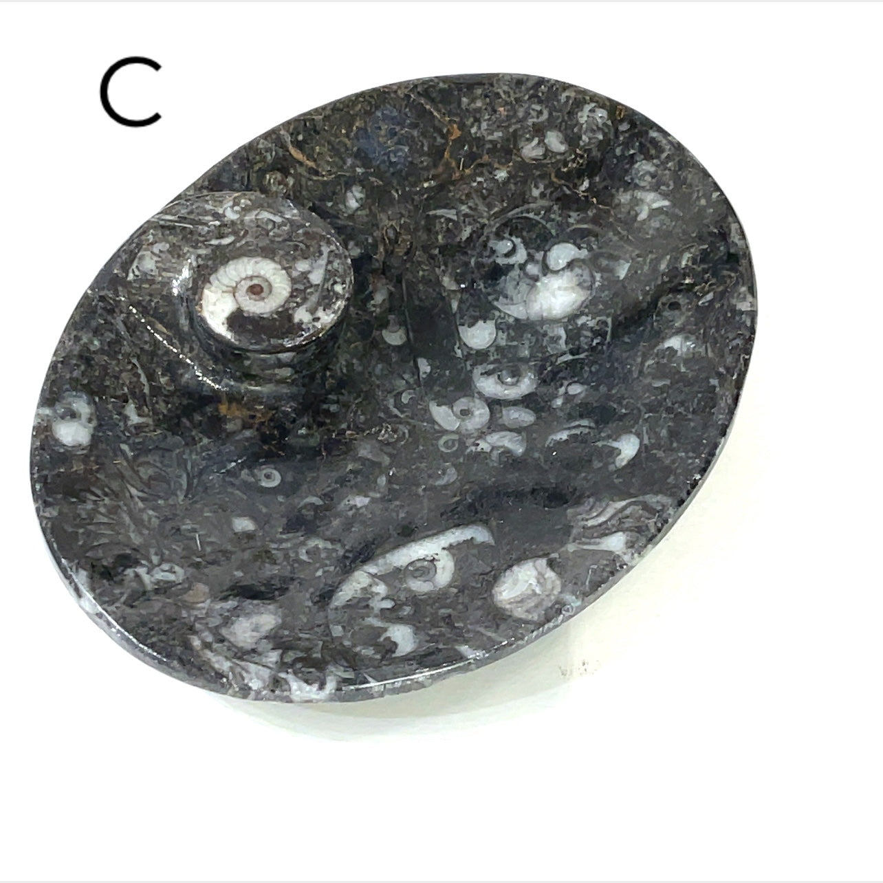 Orthoceras and ammonite fossil Plates