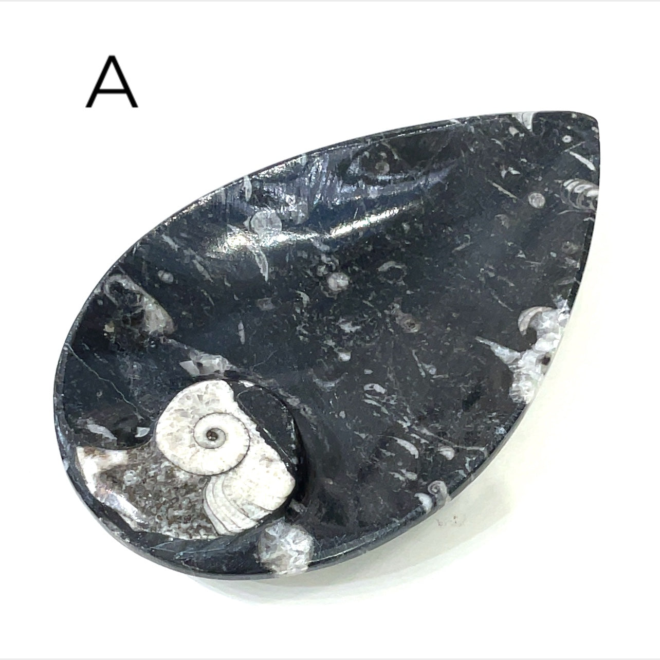 Orthoceras and ammonite fossil Plates