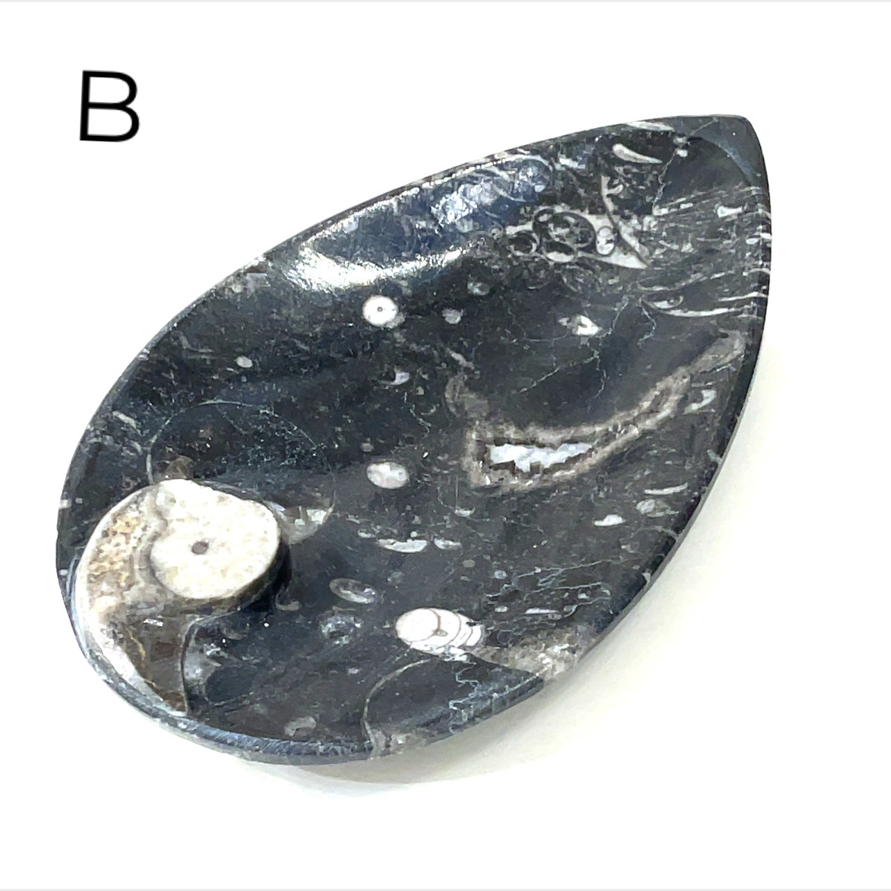 Orthoceras and ammonite fossil Plates