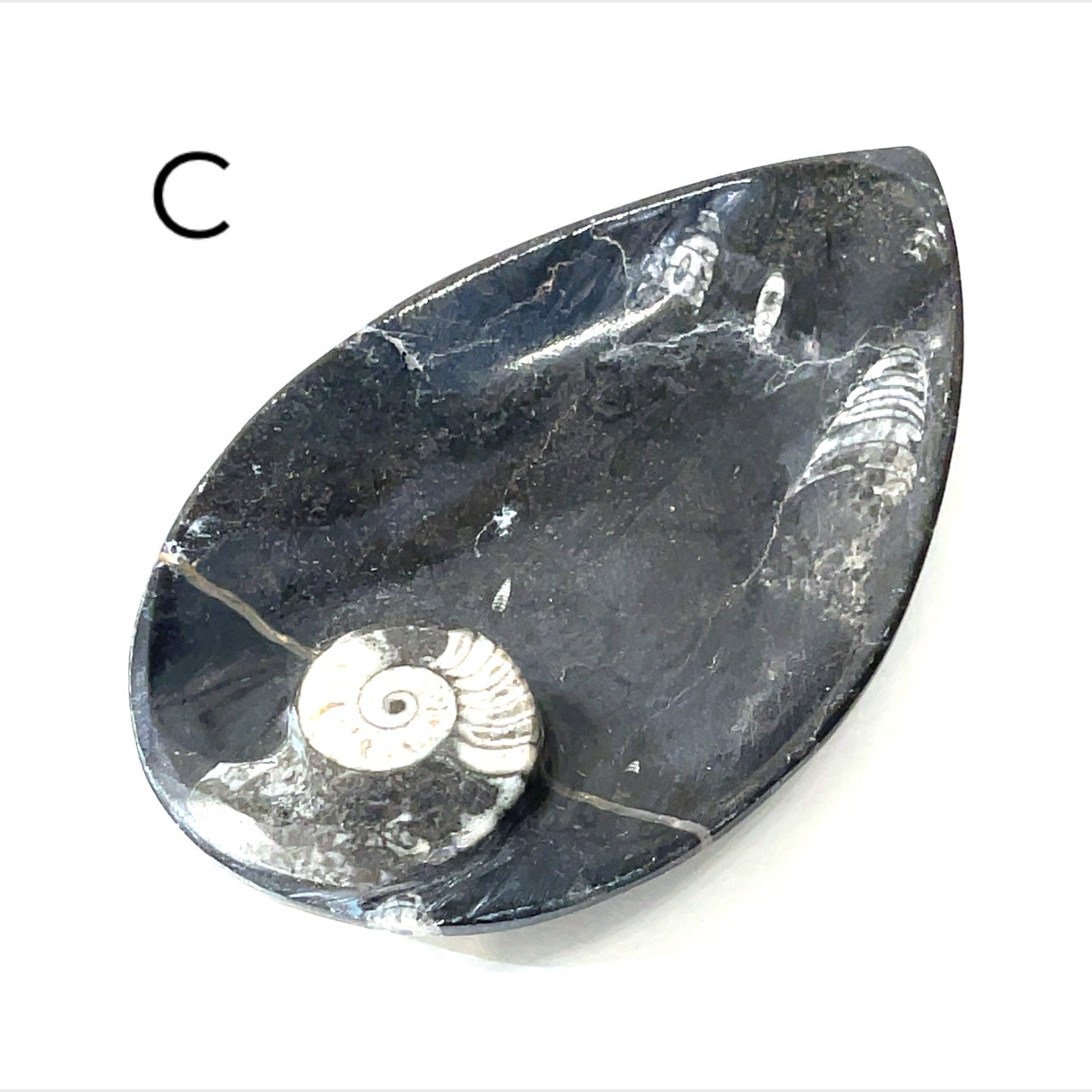 Orthoceras and ammonite fossil Plates