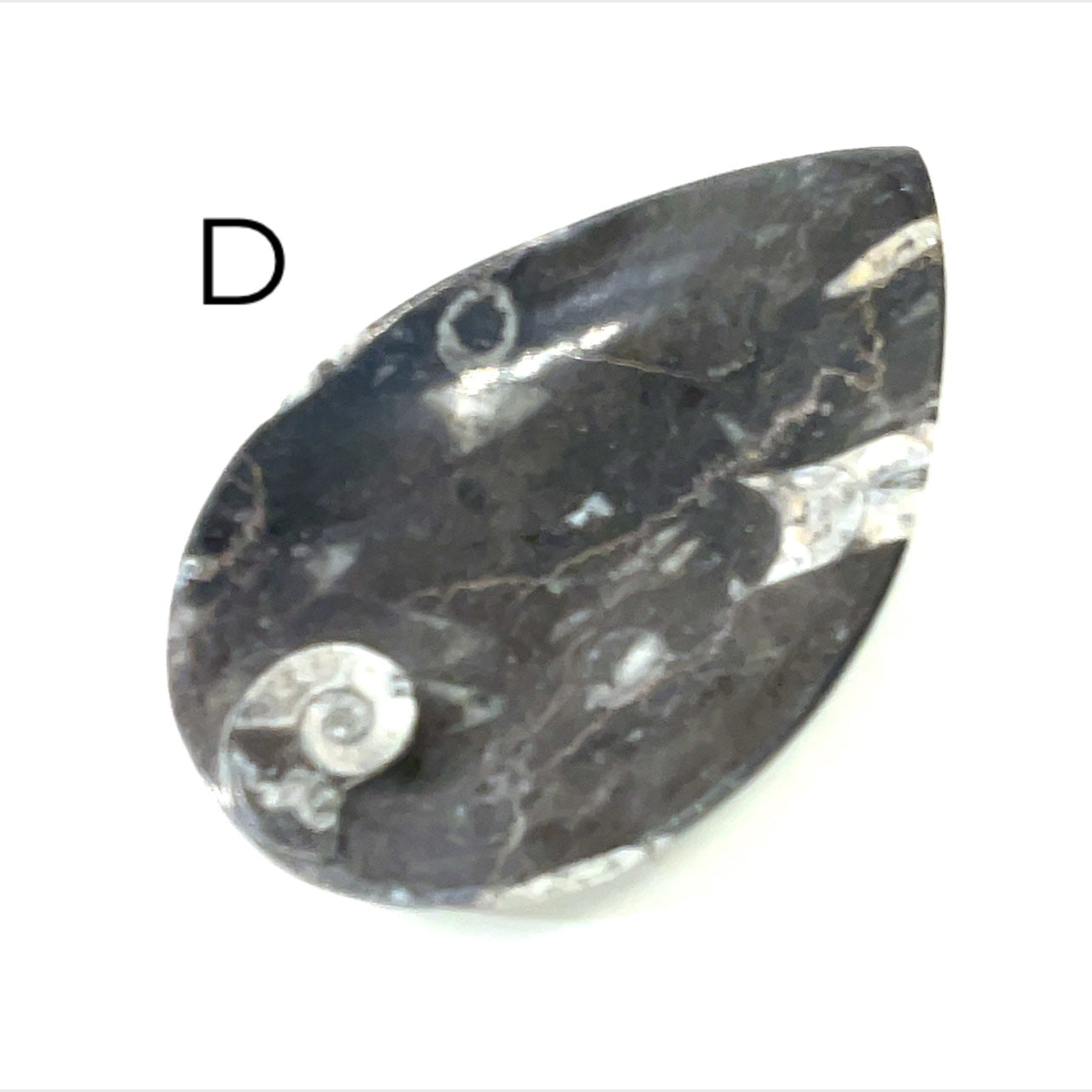 Orthoceras and ammonite fossil Plates