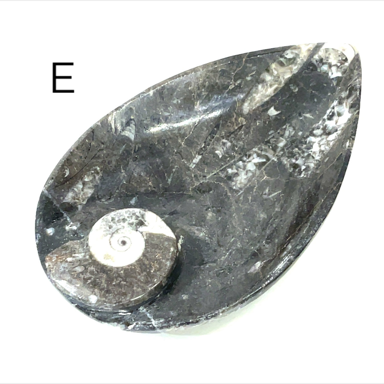 Orthoceras and ammonite fossil Plates