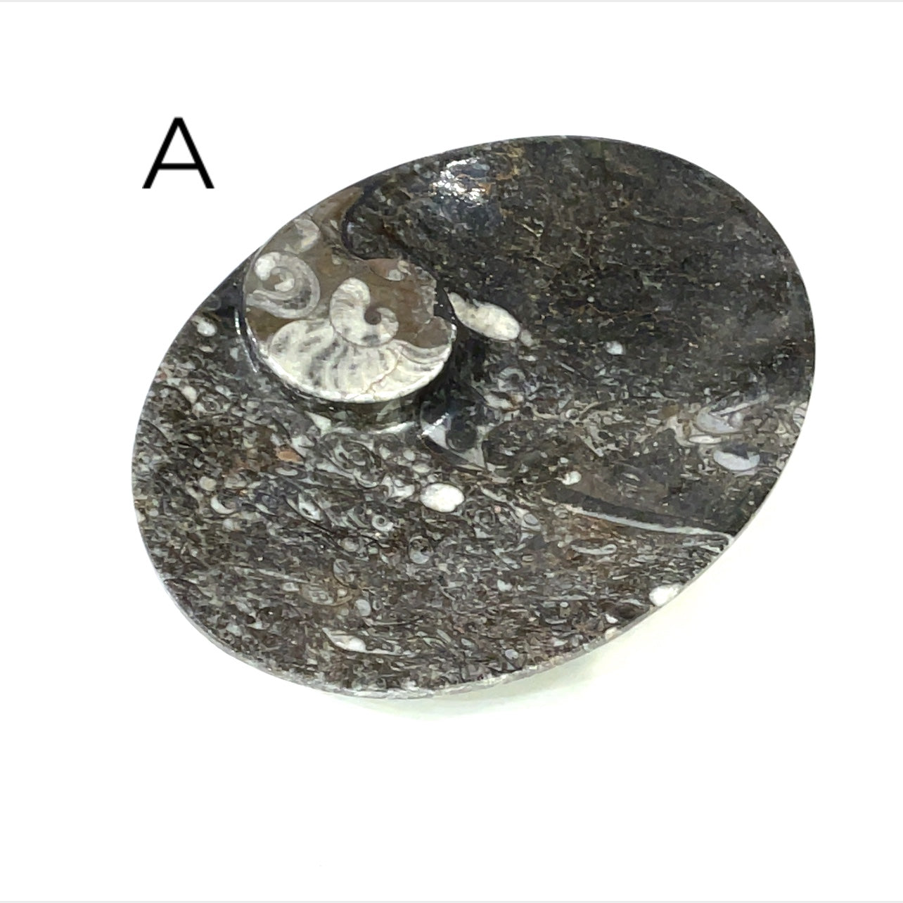 Orthoceras and ammonite fossil Plates