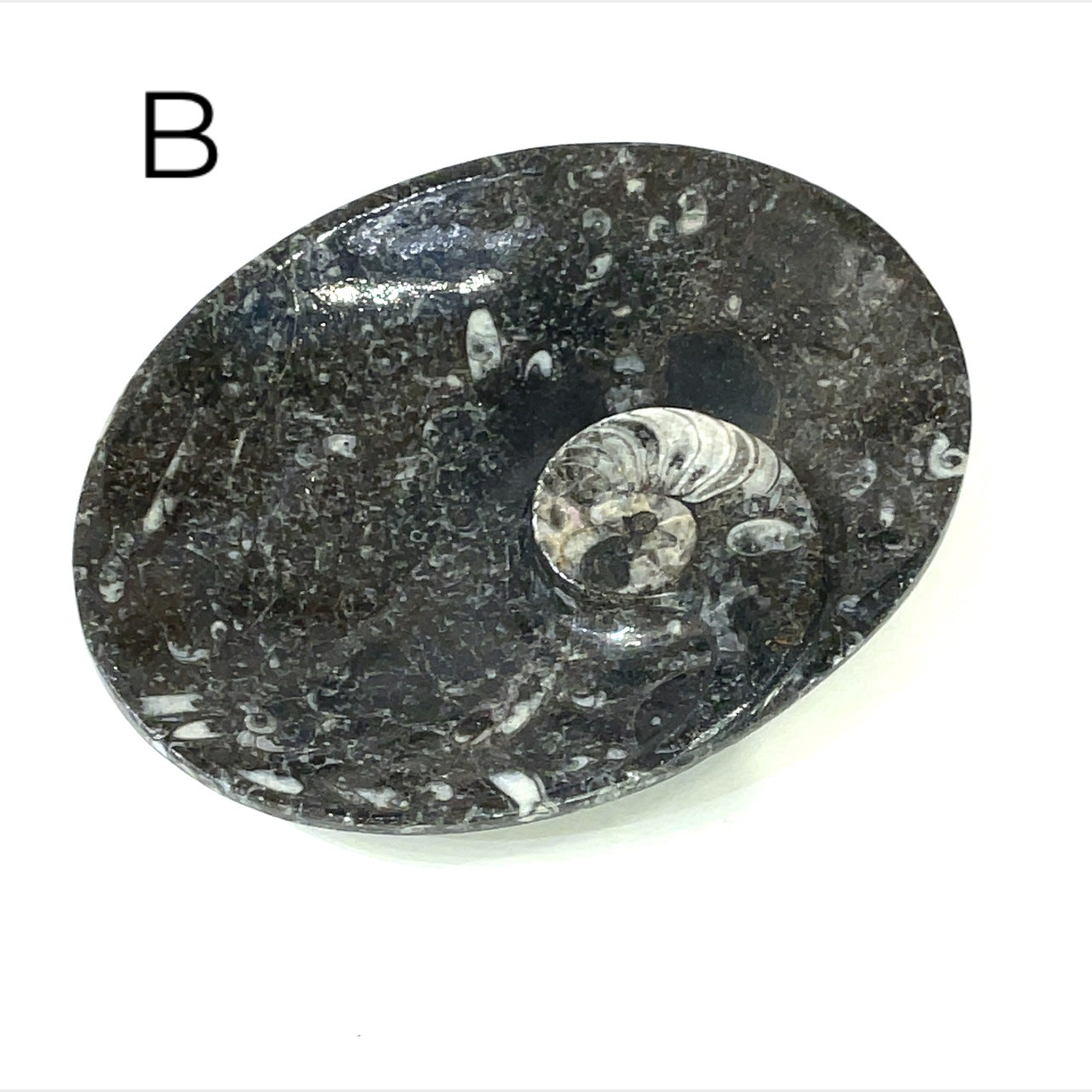 Orthoceras and ammonite fossil Plates