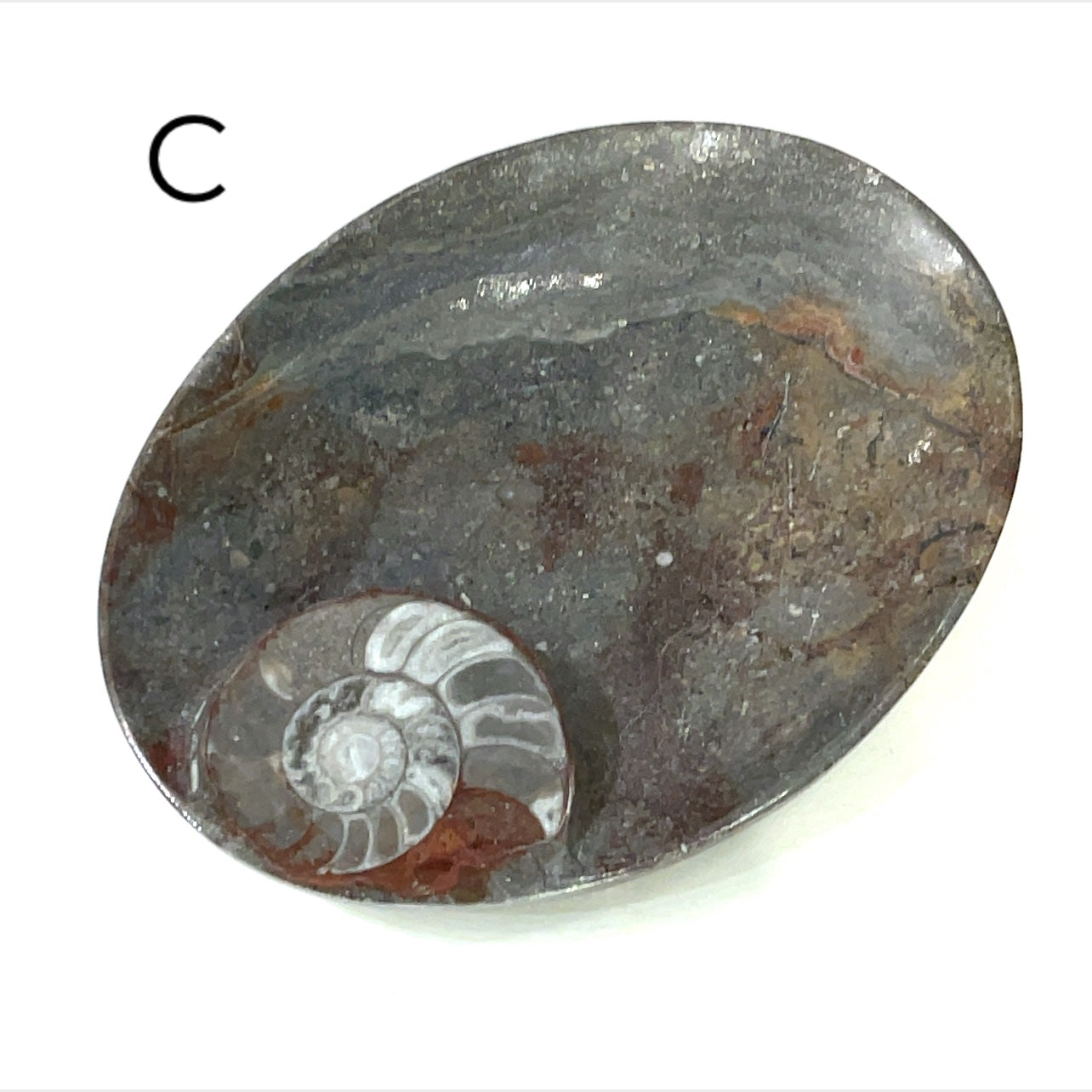 Orthoceras and ammonite fossil Plates