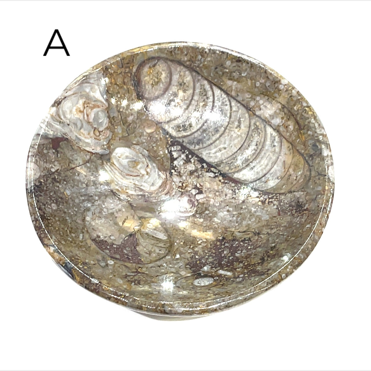 Orthoceras and ammonite fossil Plates