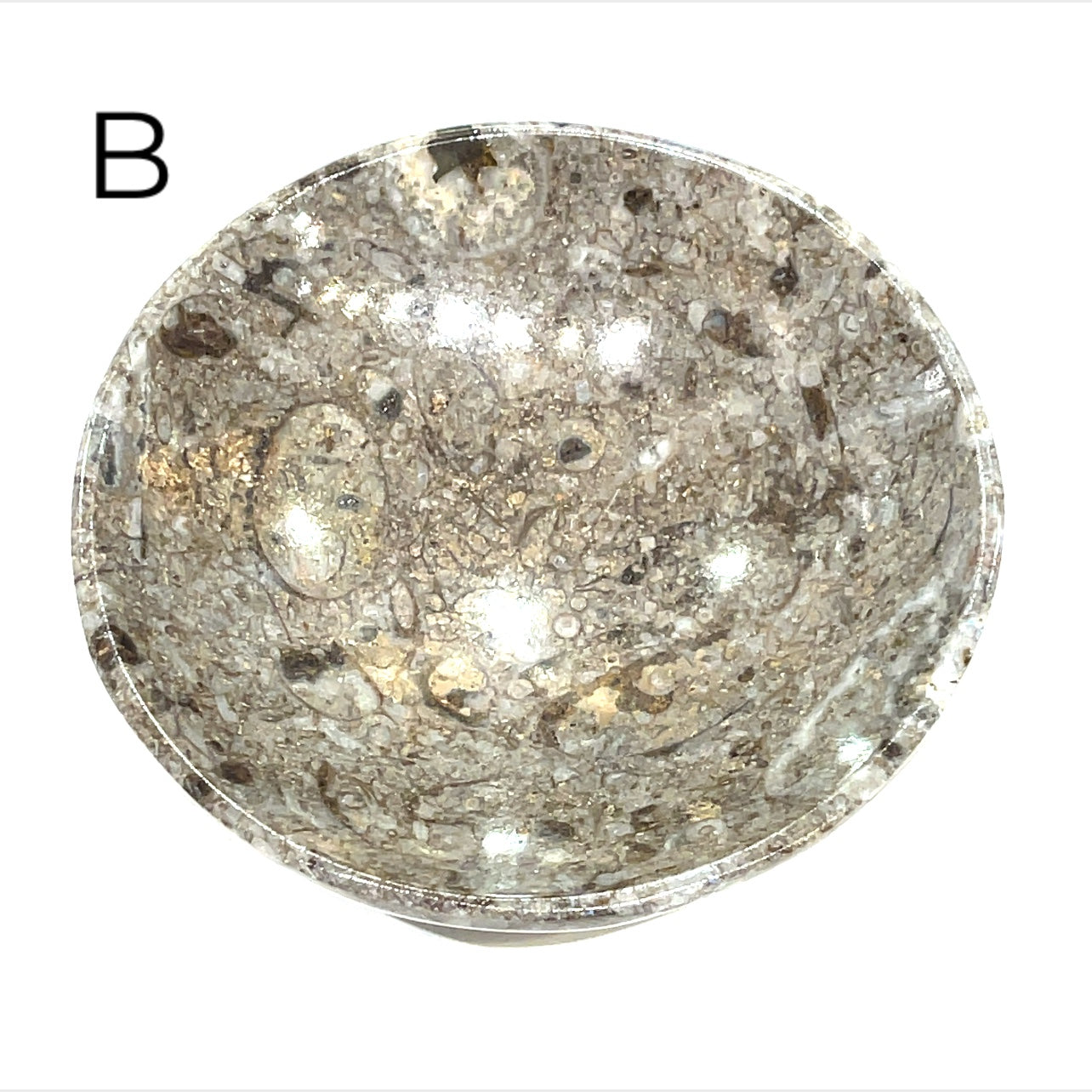 Orthoceras and ammonite fossil Plates