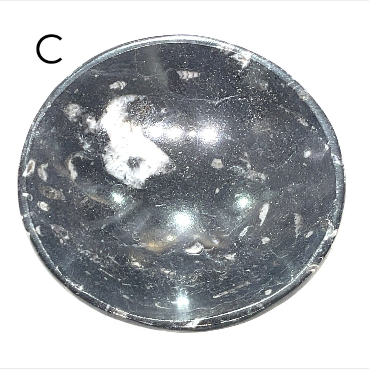 Orthoceras and ammonite fossil Plates