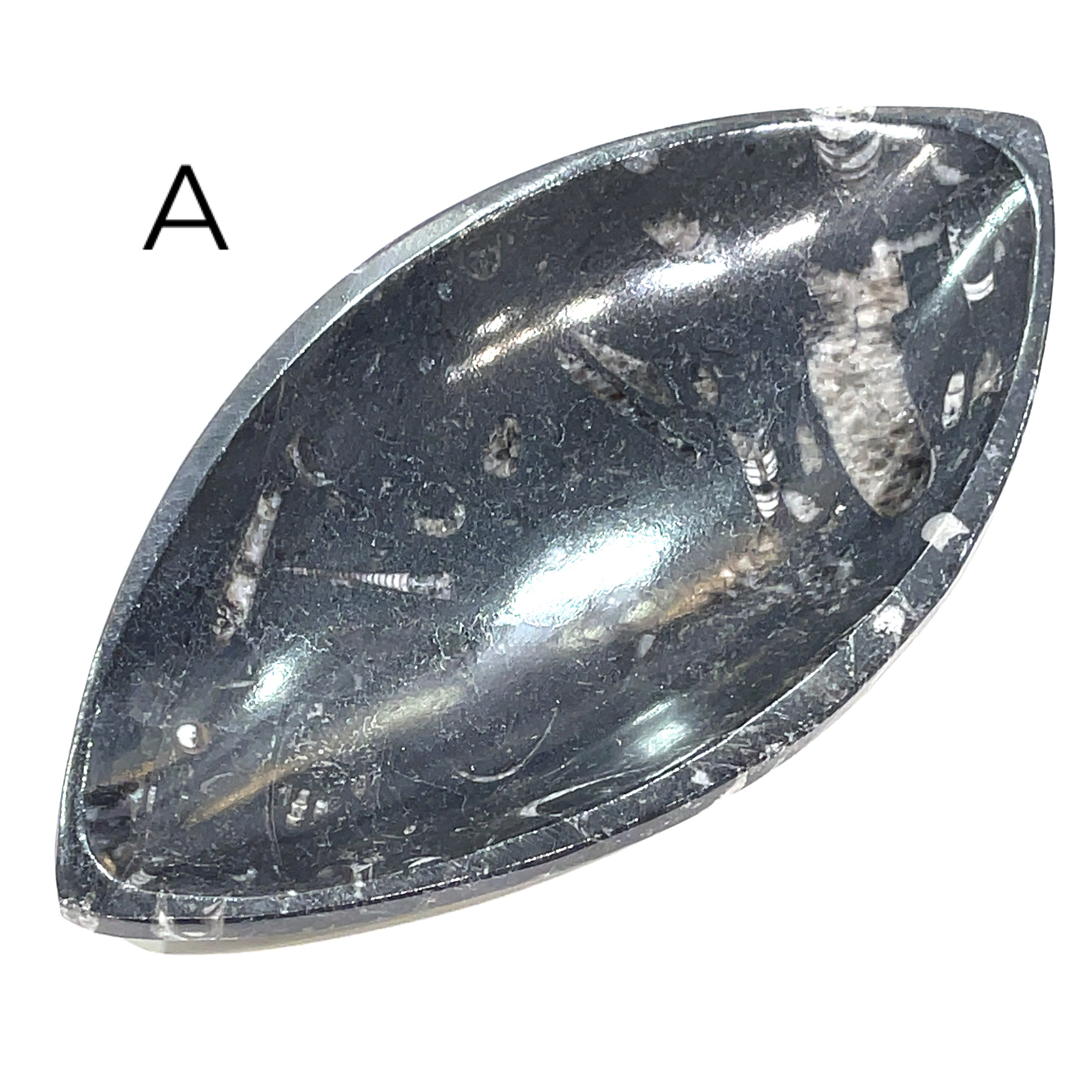 Orthoceras and ammonite fossil Plates