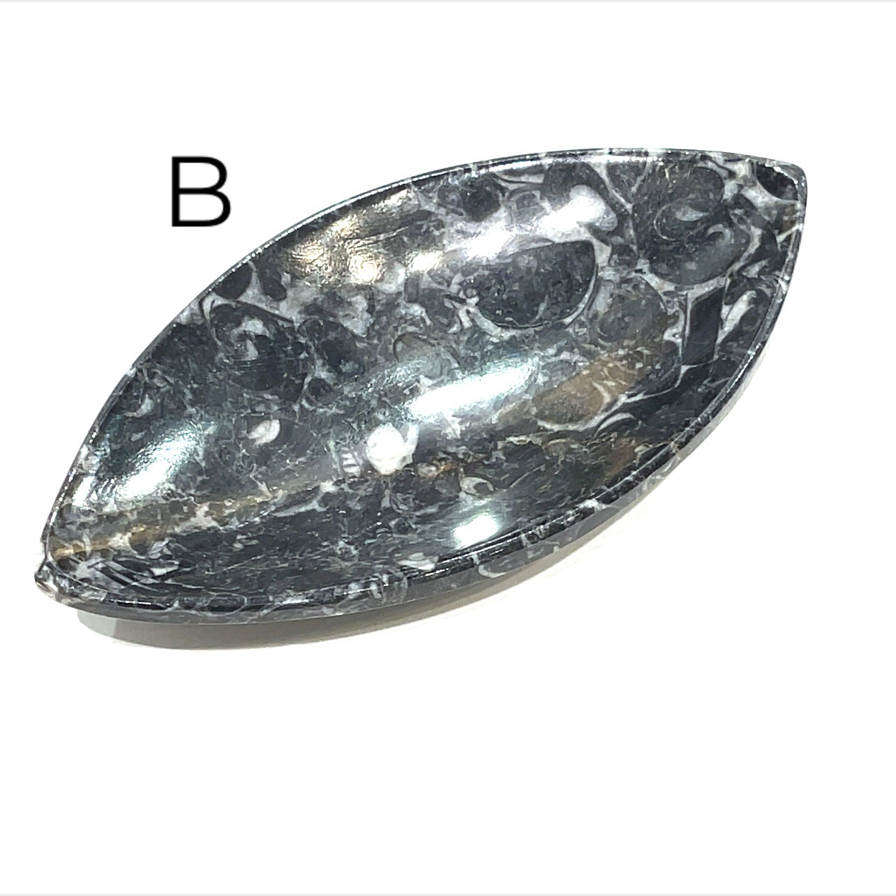 Orthoceras and ammonite fossil Plates