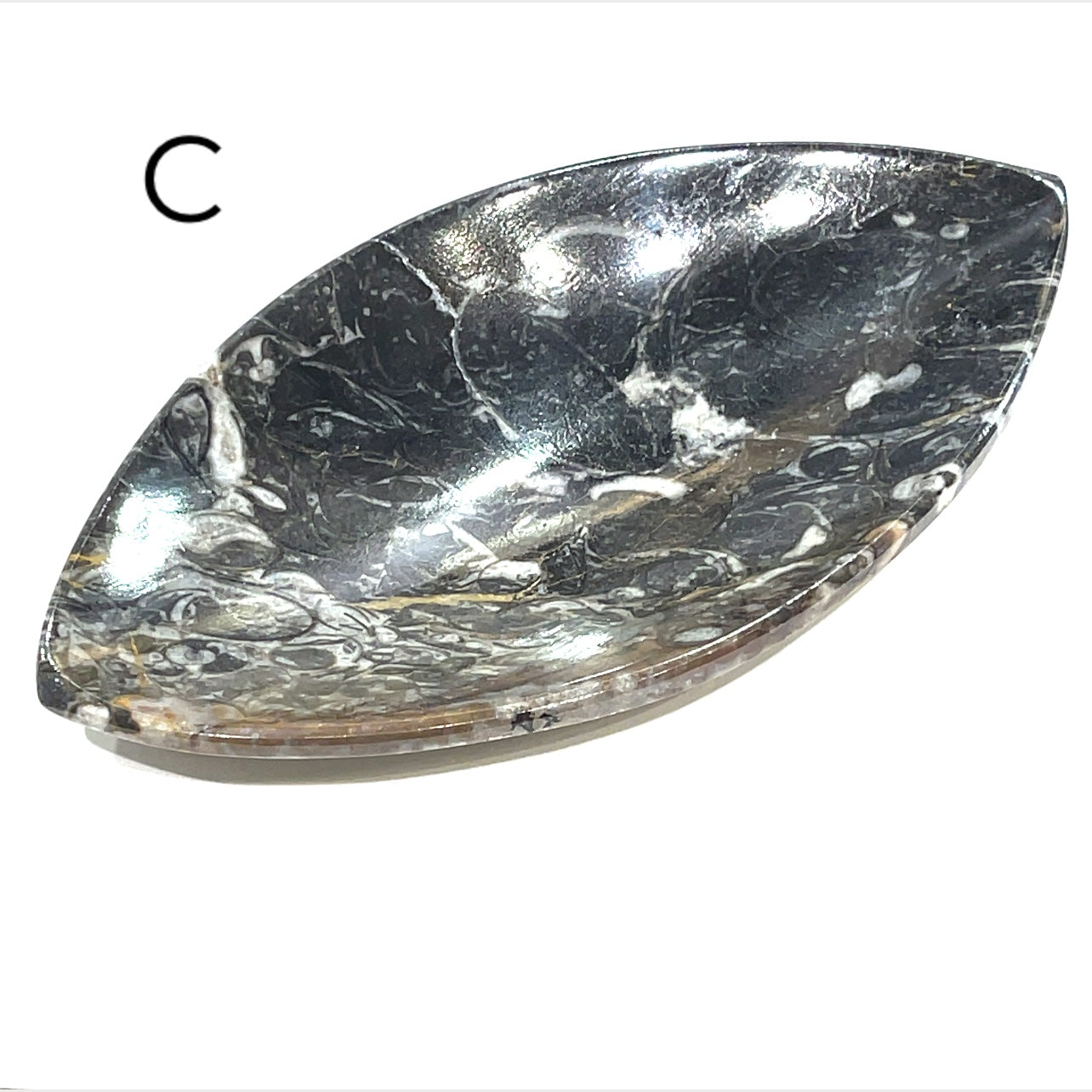 Orthoceras and ammonite fossil Plates