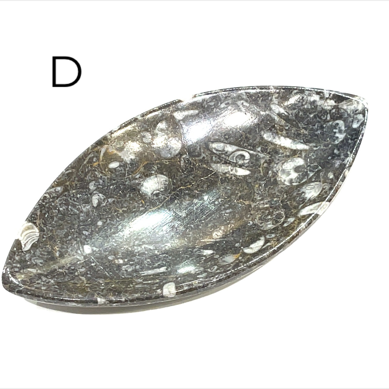 Orthoceras and ammonite fossil Plates