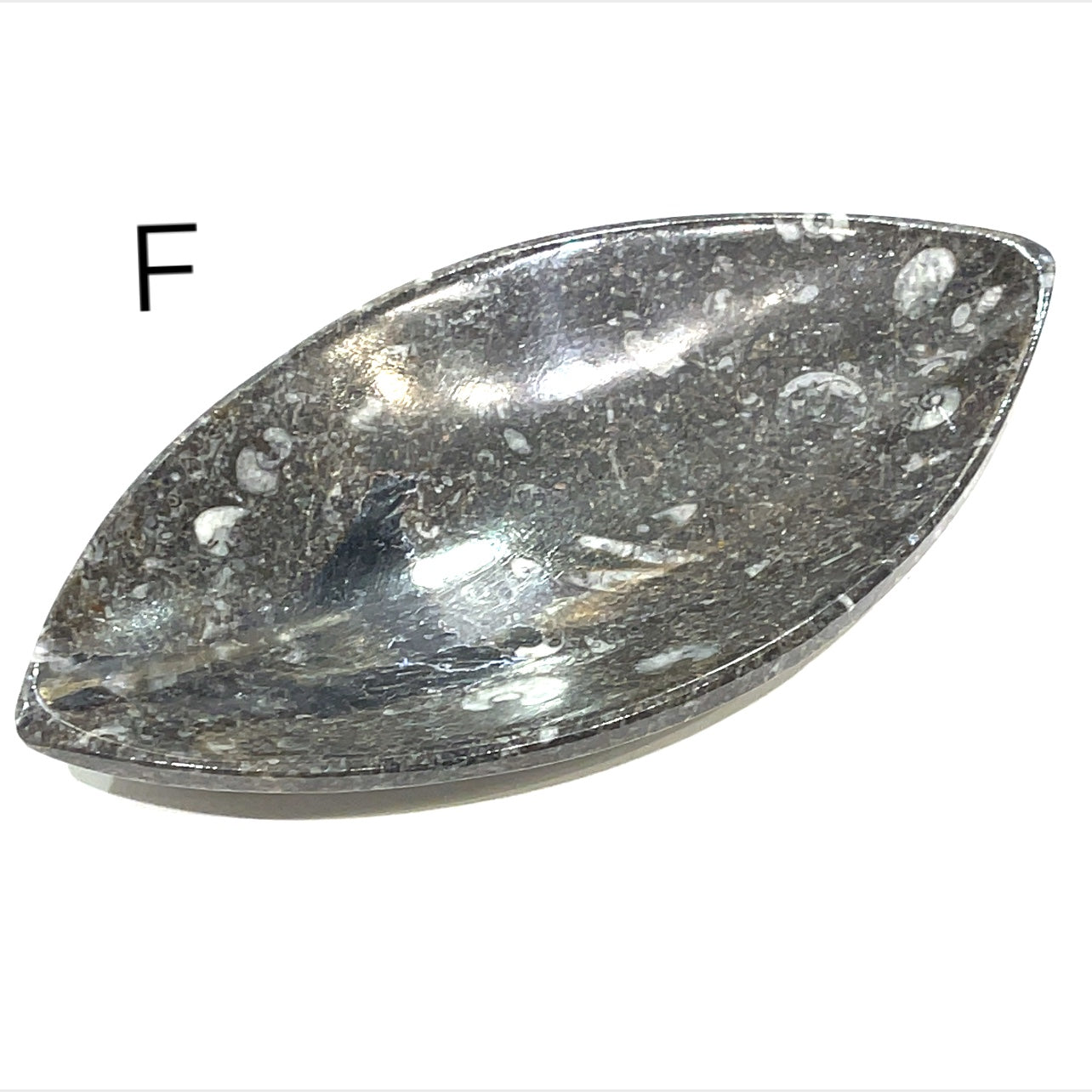 Orthoceras and ammonite fossil Plates