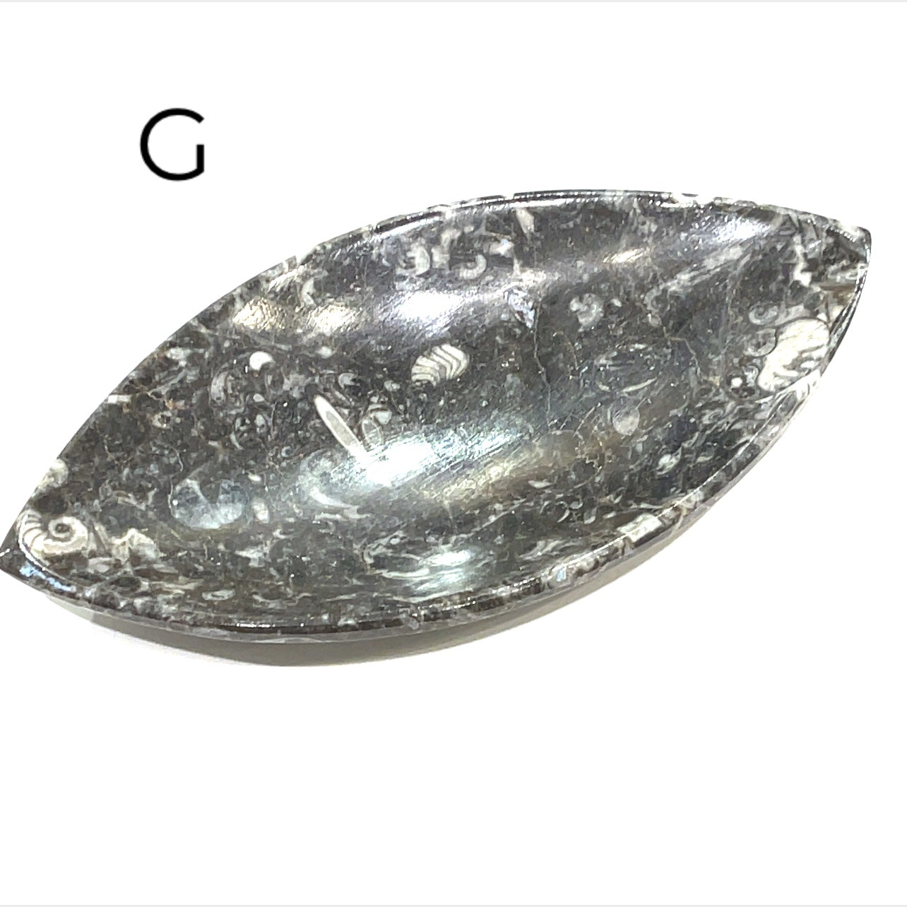 Orthoceras and ammonite fossil Plates
