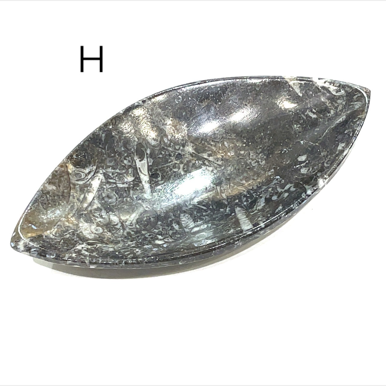 Orthoceras and ammonite fossil Plates