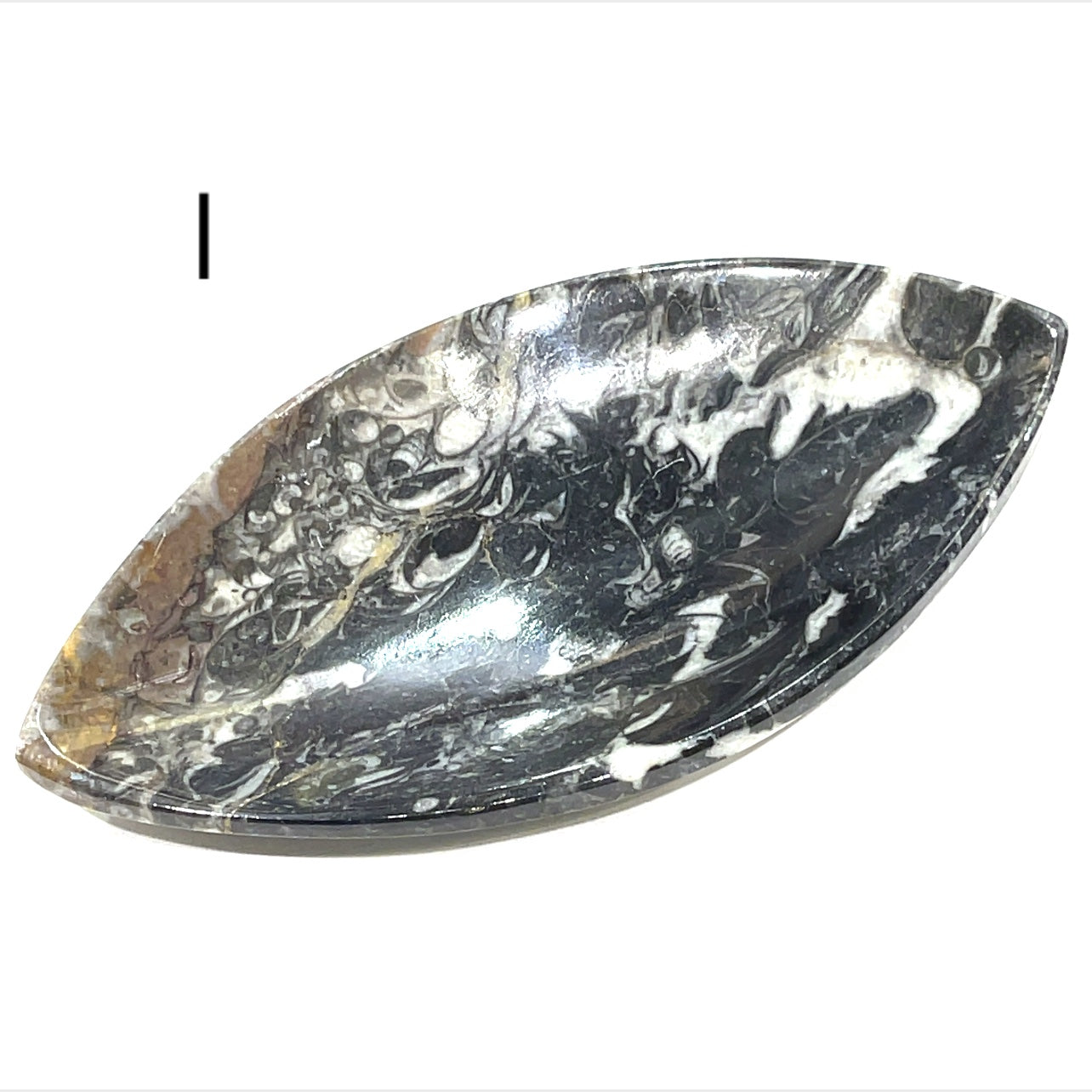 Orthoceras and ammonite fossil Plates