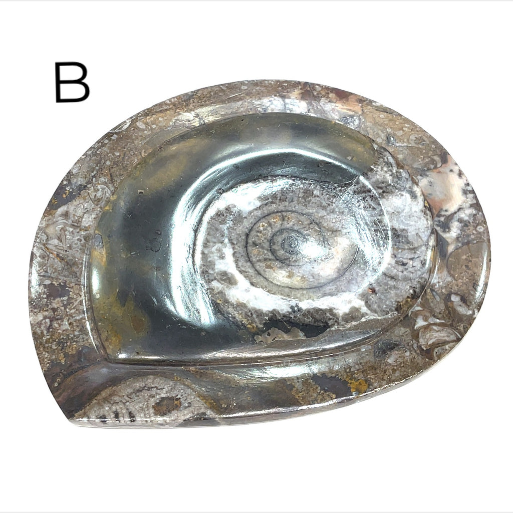 ammonite Plate B