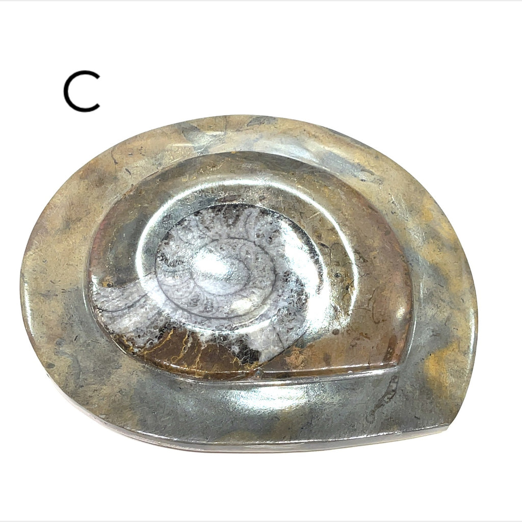 Ammonite plate C