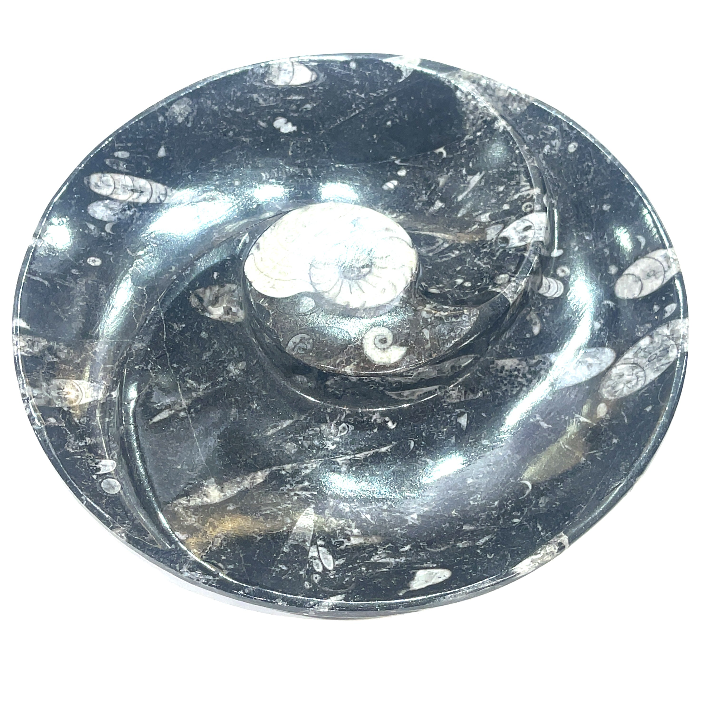Orthoceras and ammonite fossil Plates