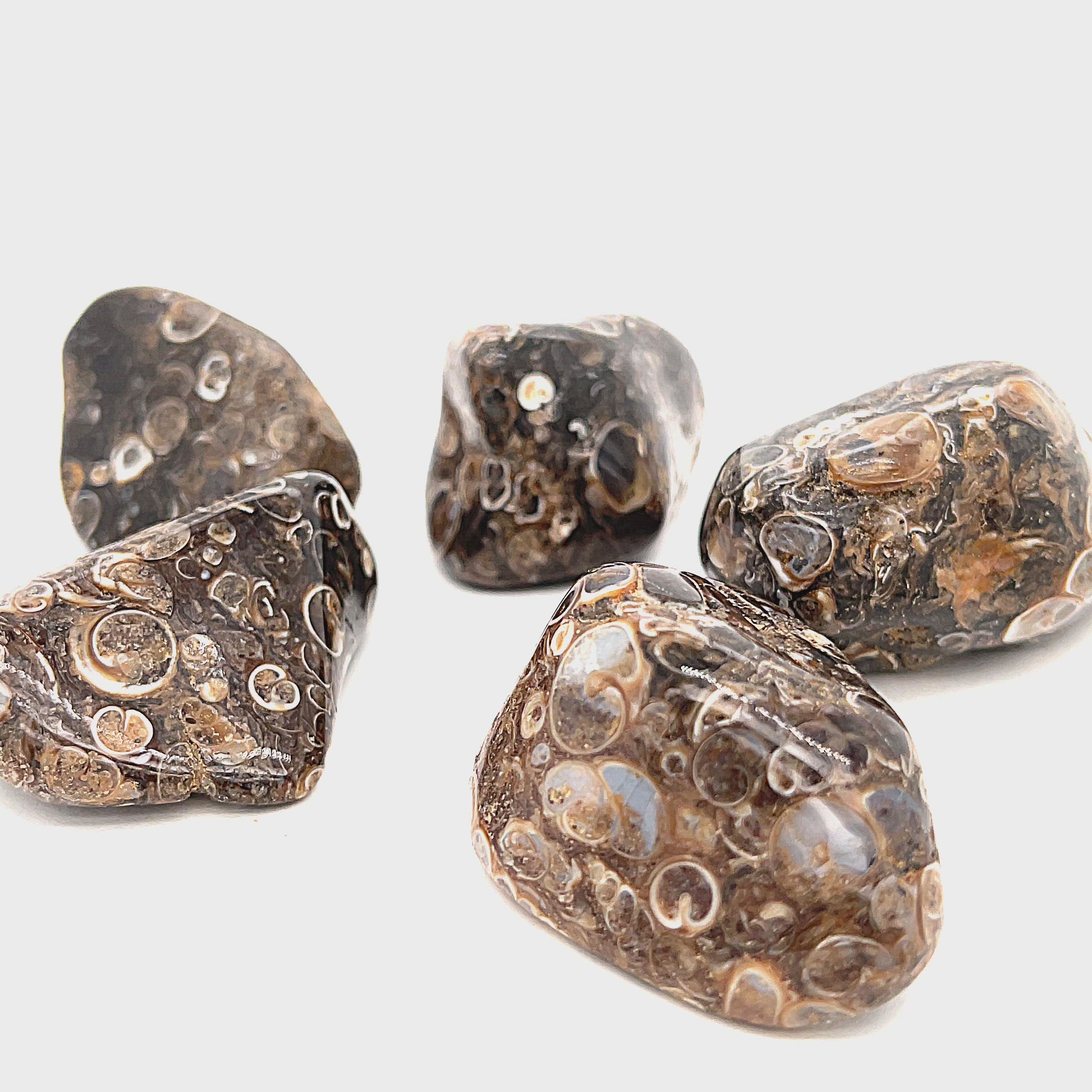 A collection of tumbled Turritella Agate gemstones with a distinctive bubble-like pattern, displayed on a white background, front view. video